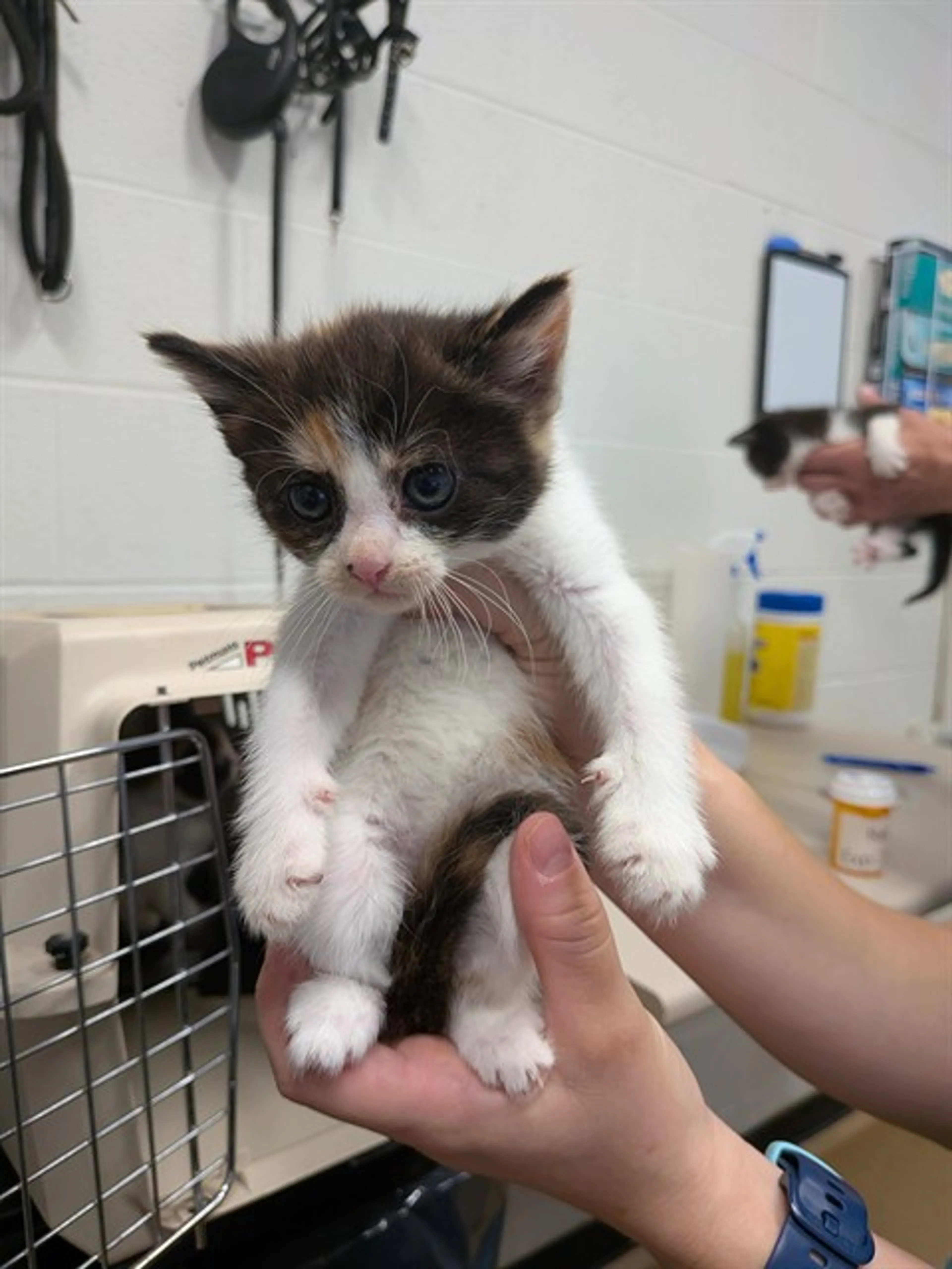 Found pet