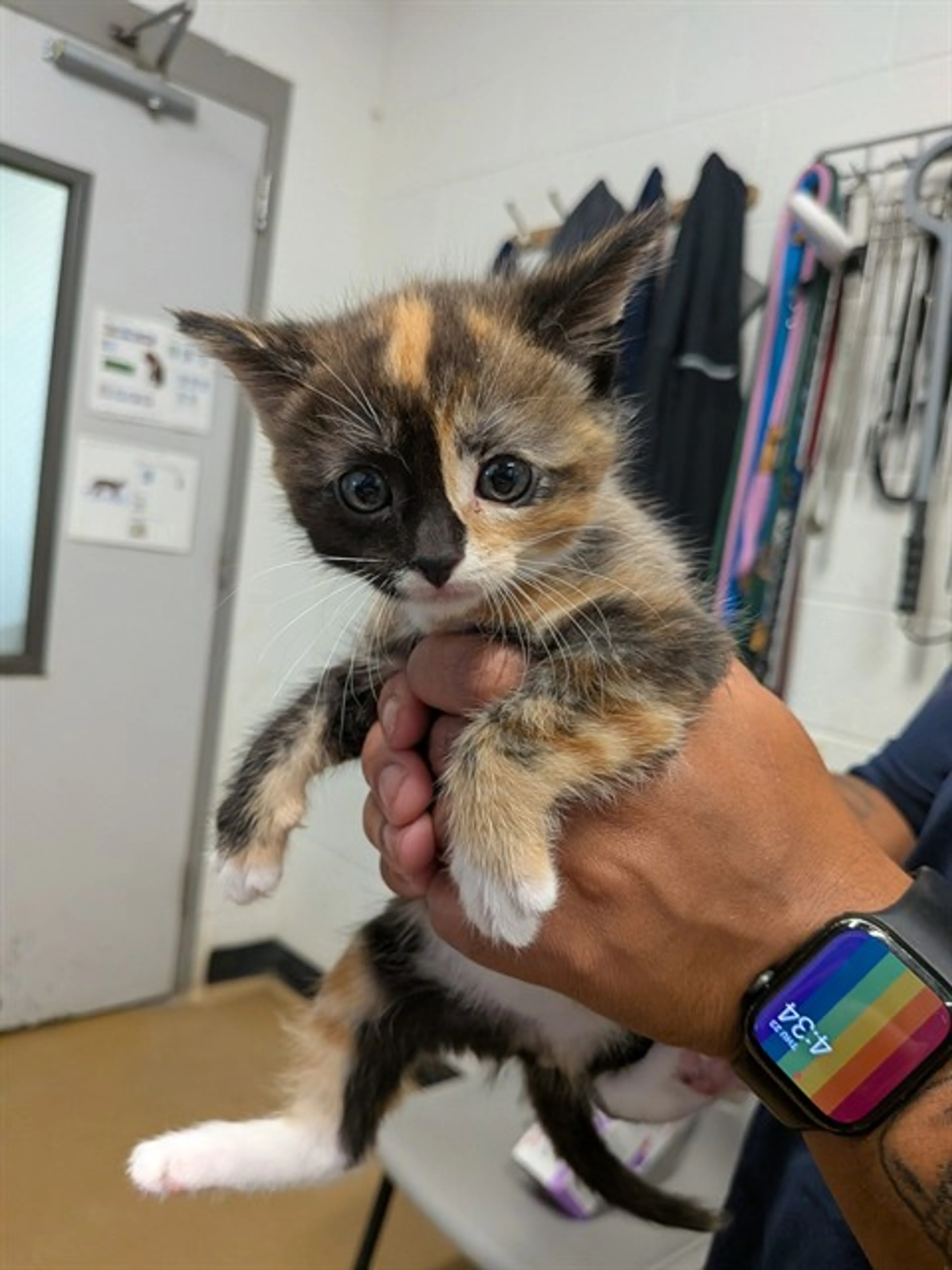 Found pet