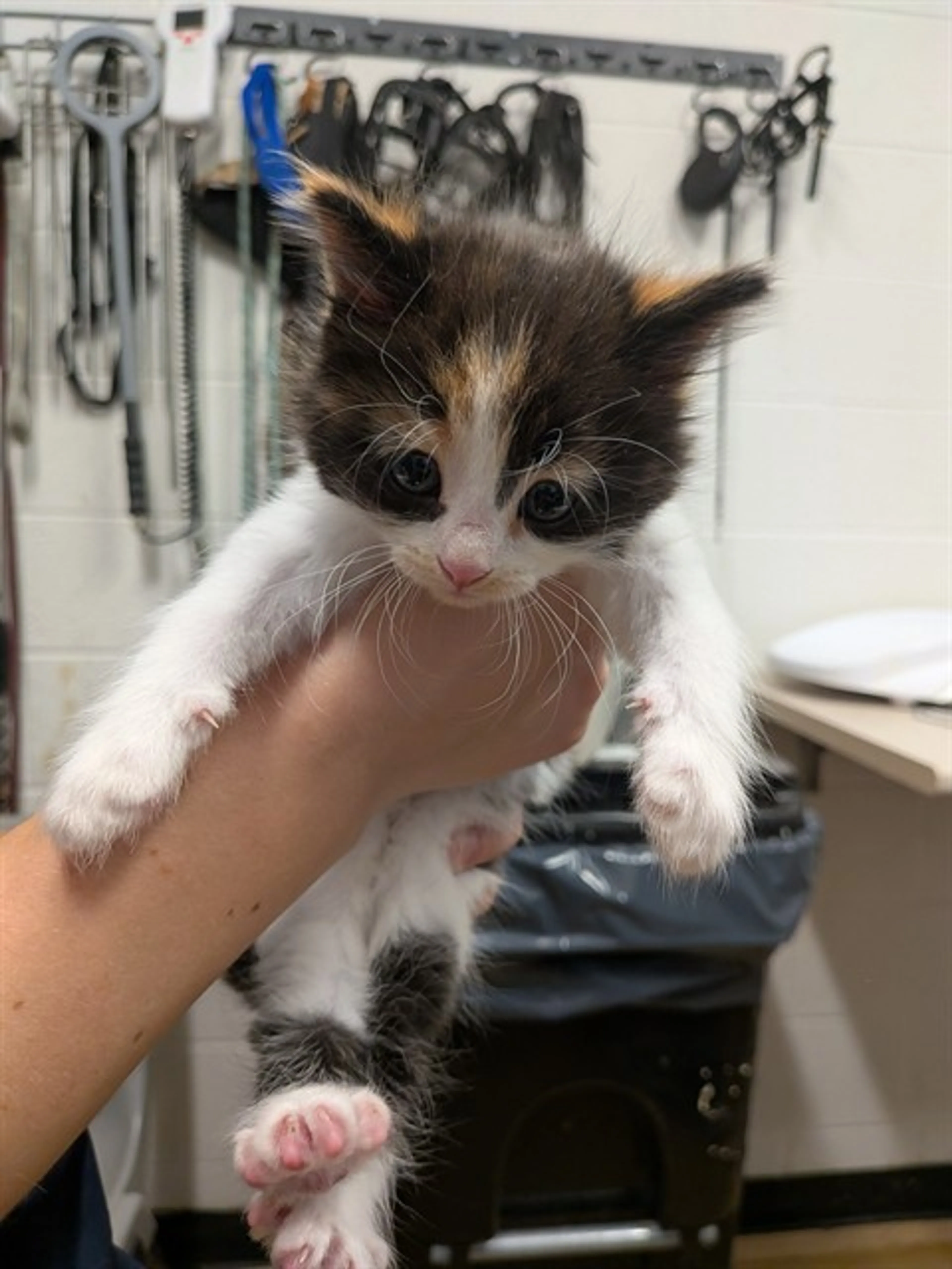 Found pet