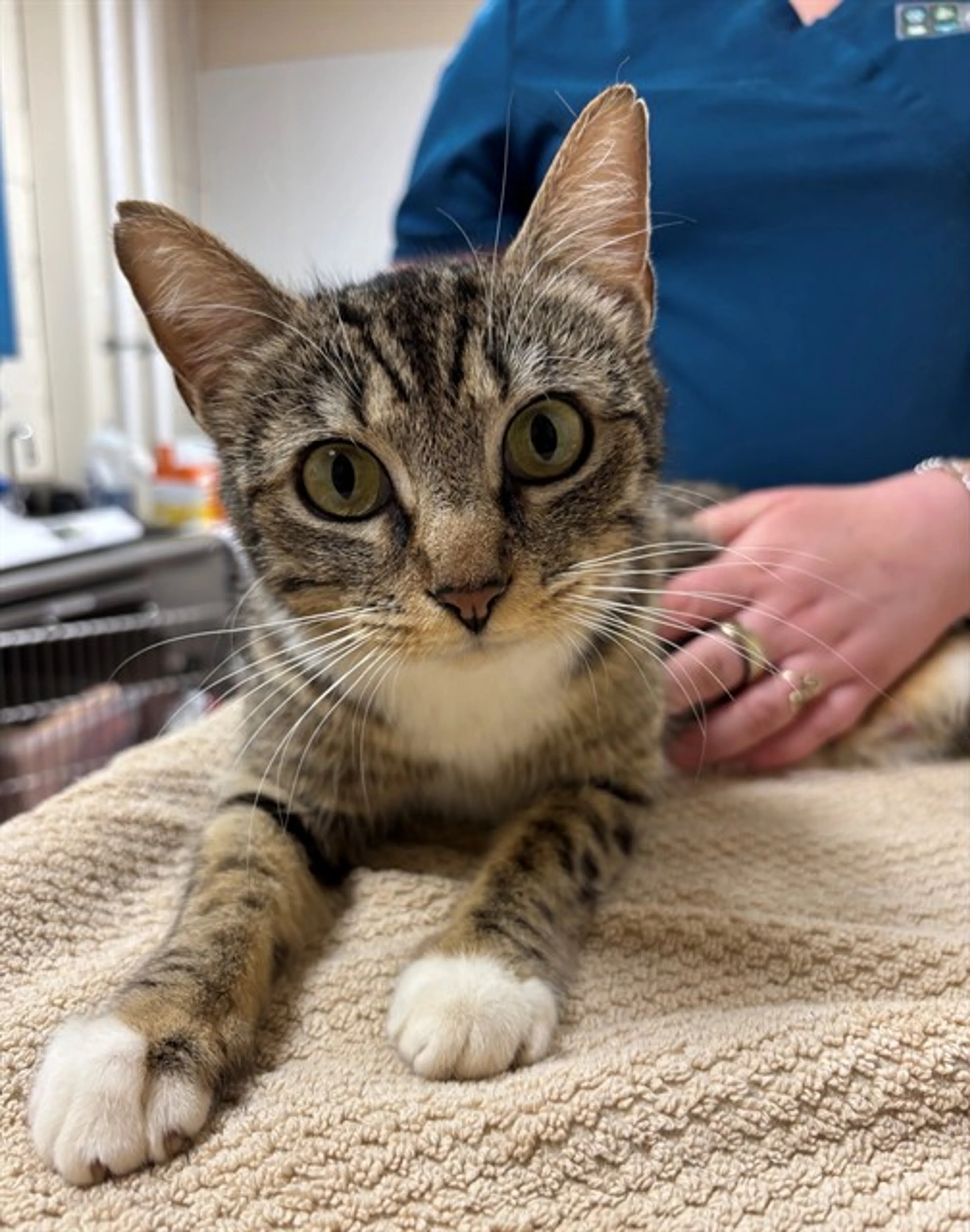 Found pet