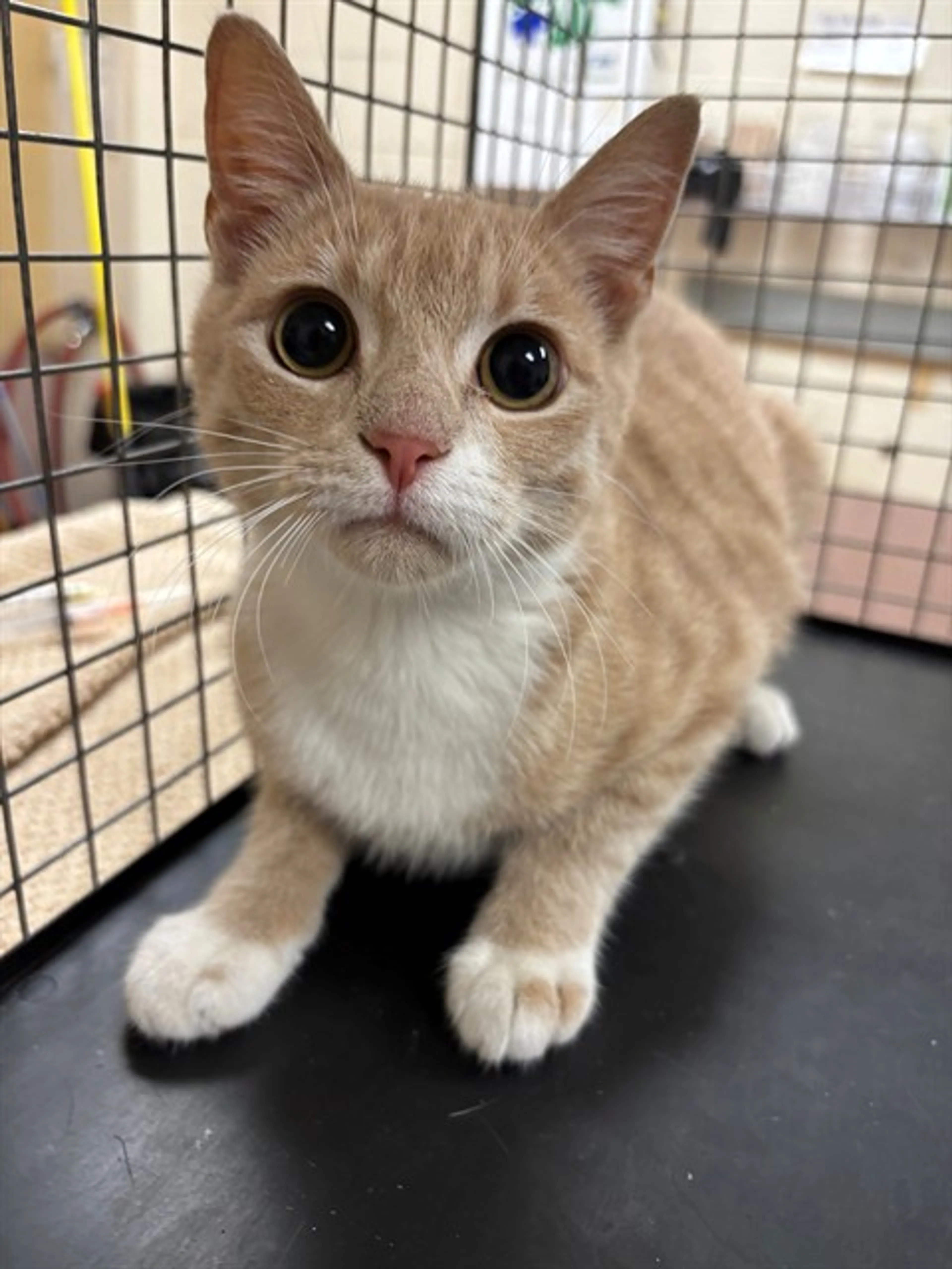 Found pet