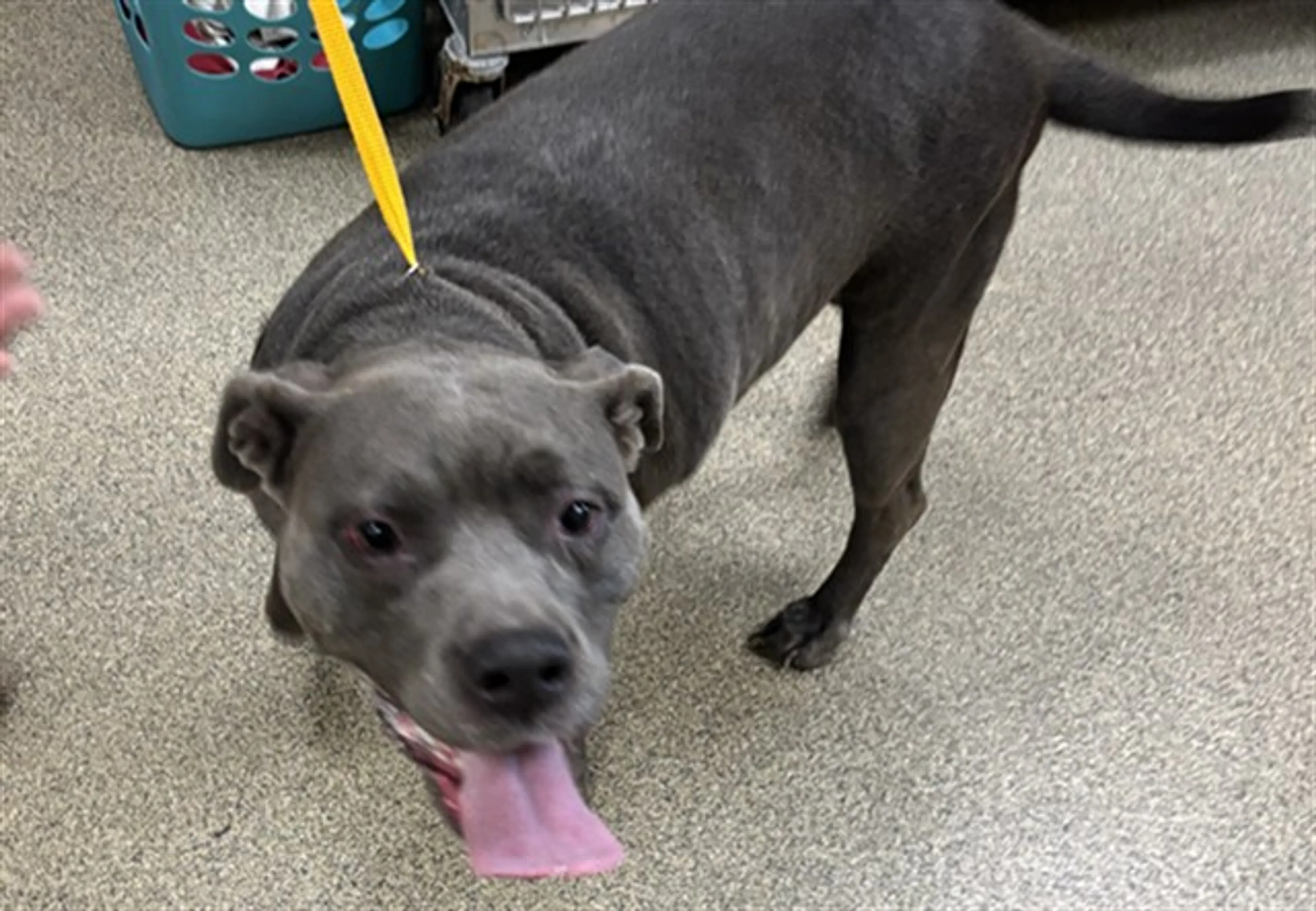 Found pet