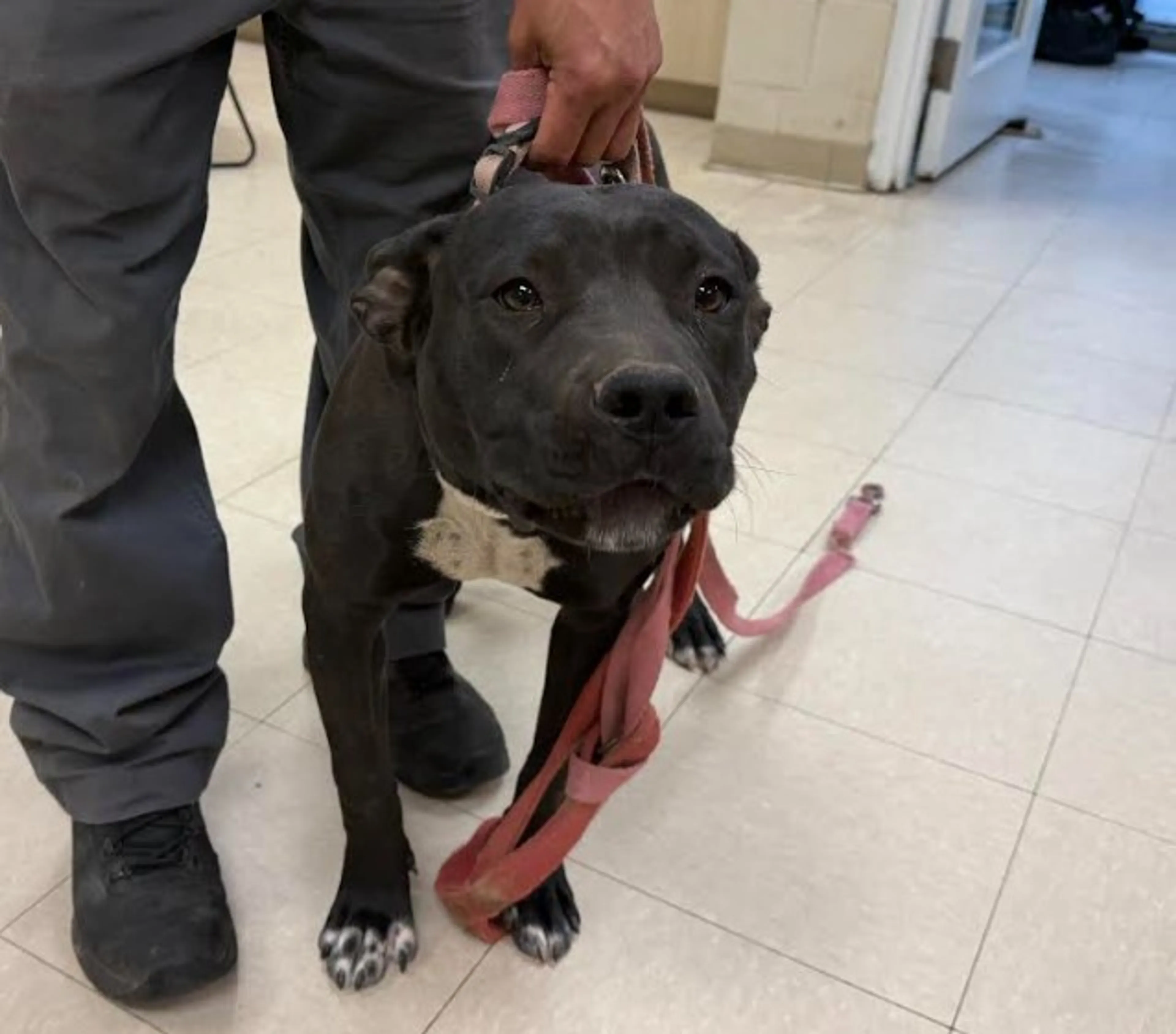 Found pet