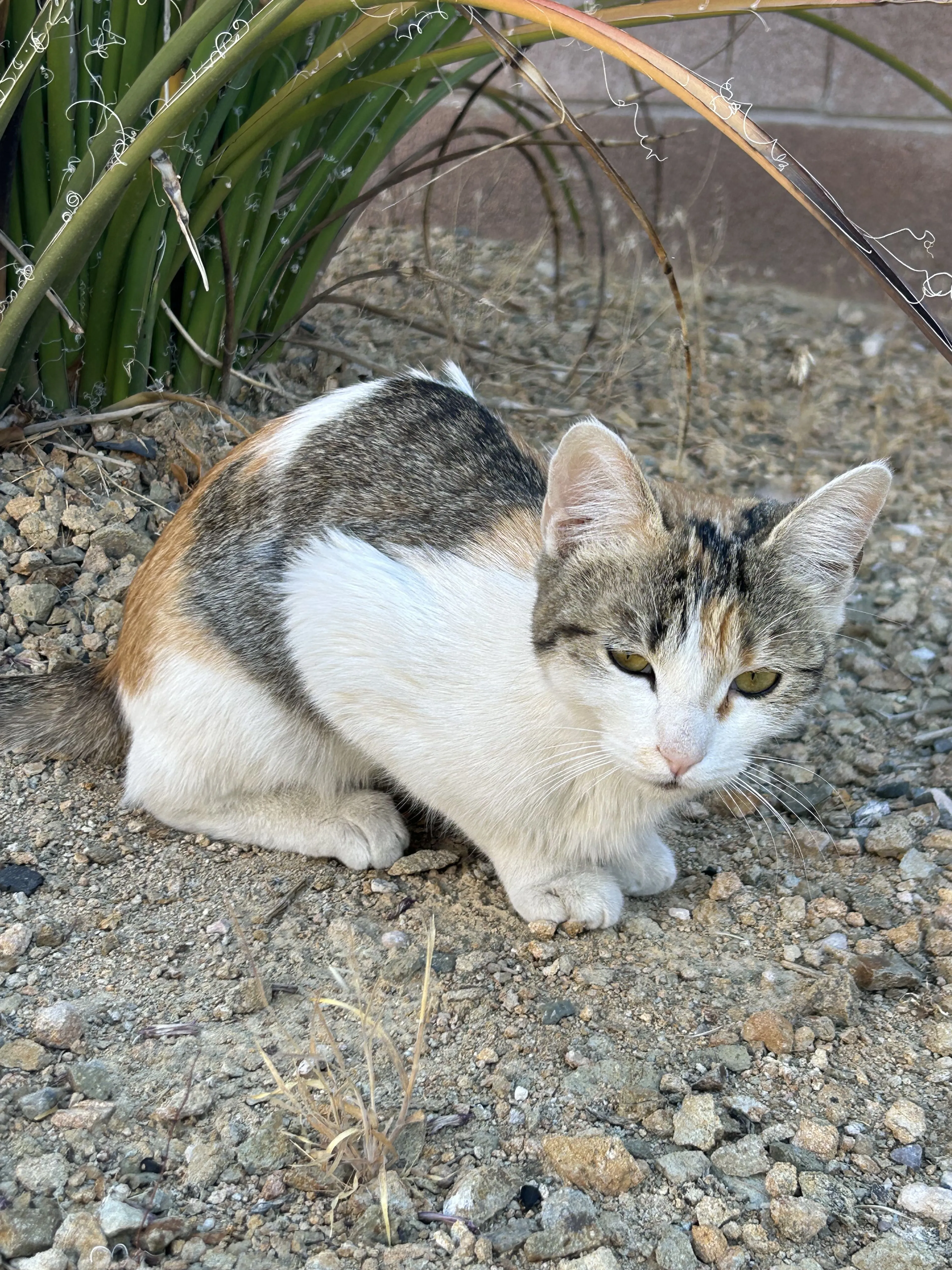 Lost pet-1