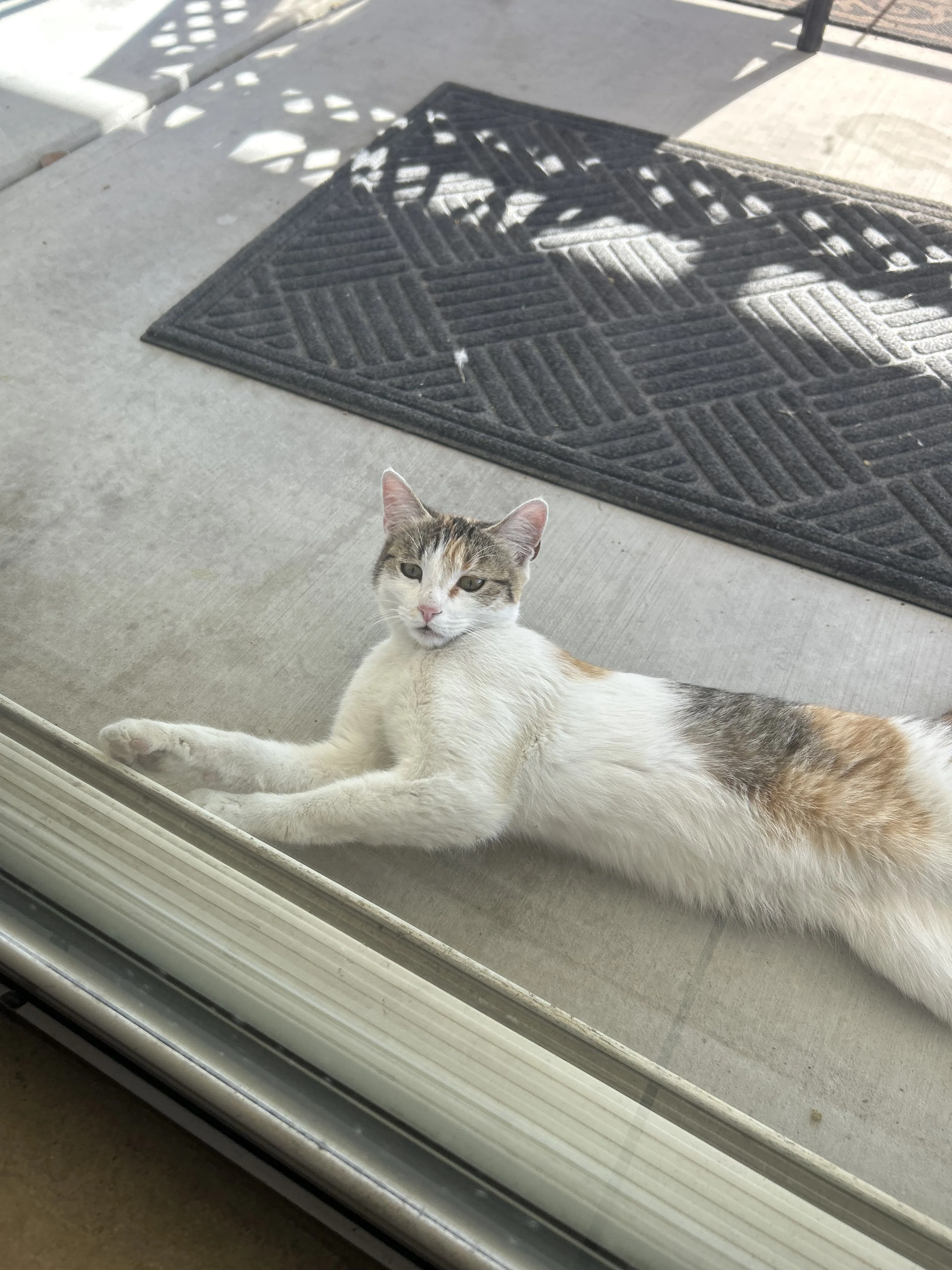 Lost pet-2