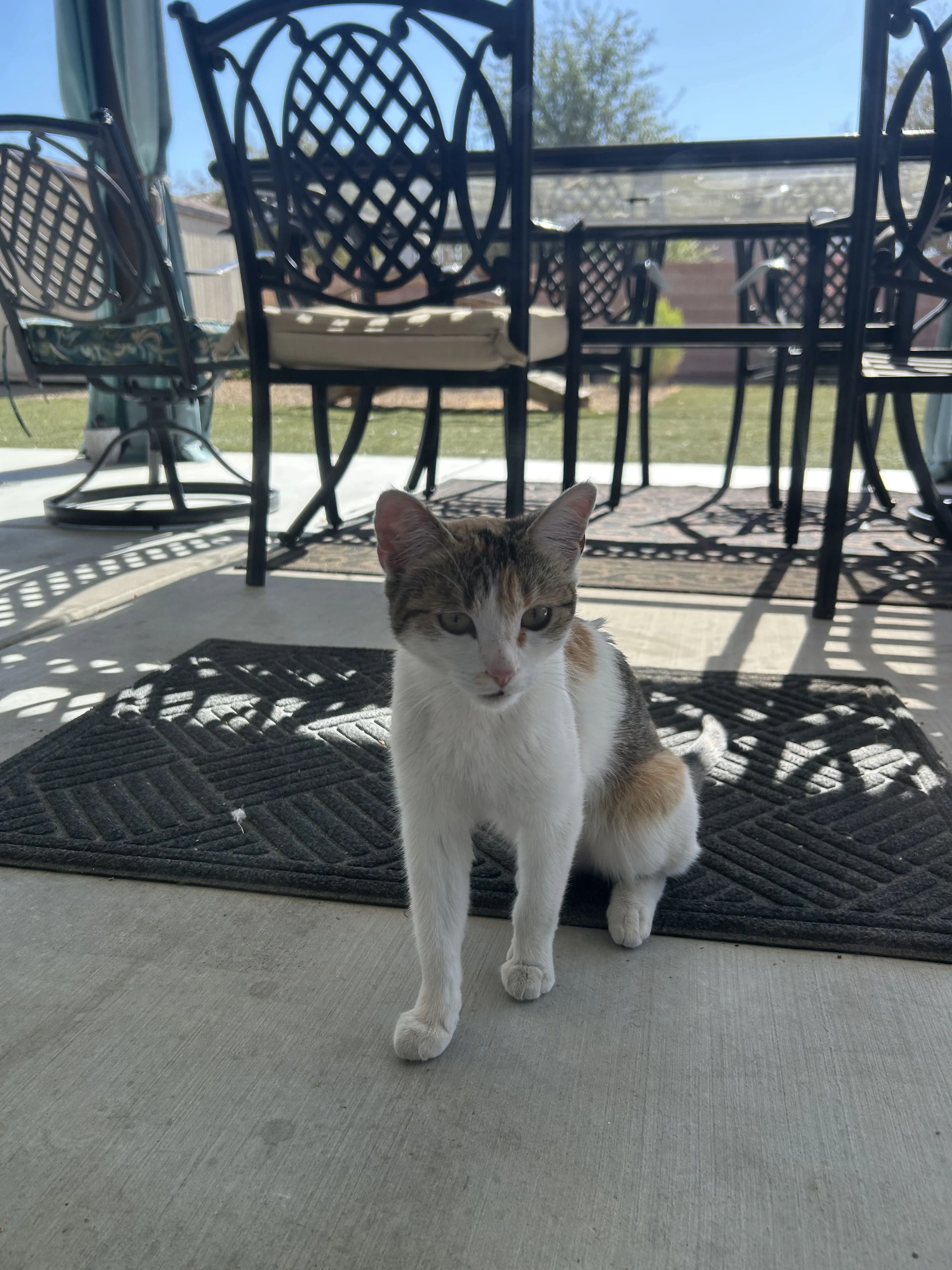 Lost pet-3