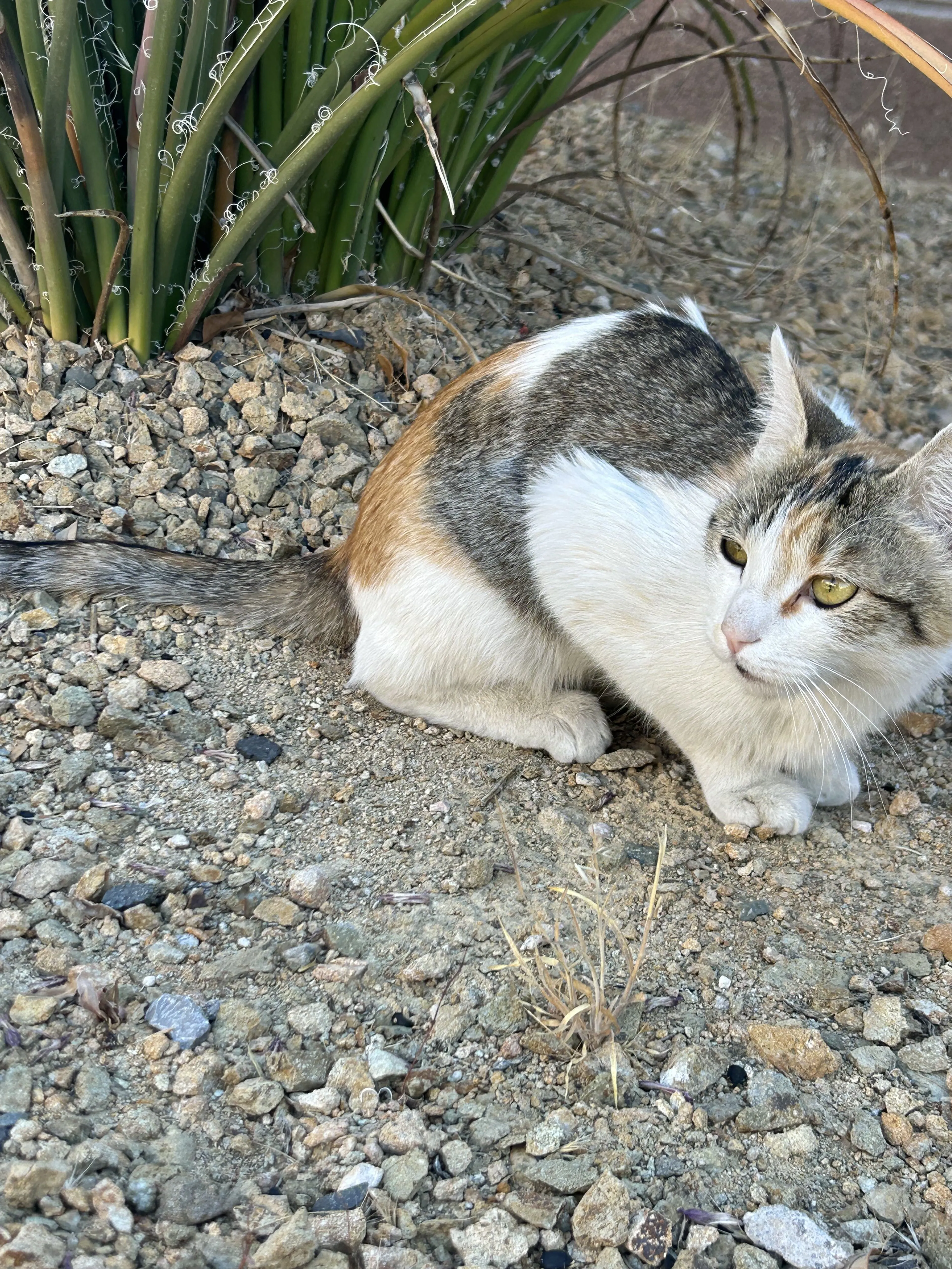 Lost pet-0