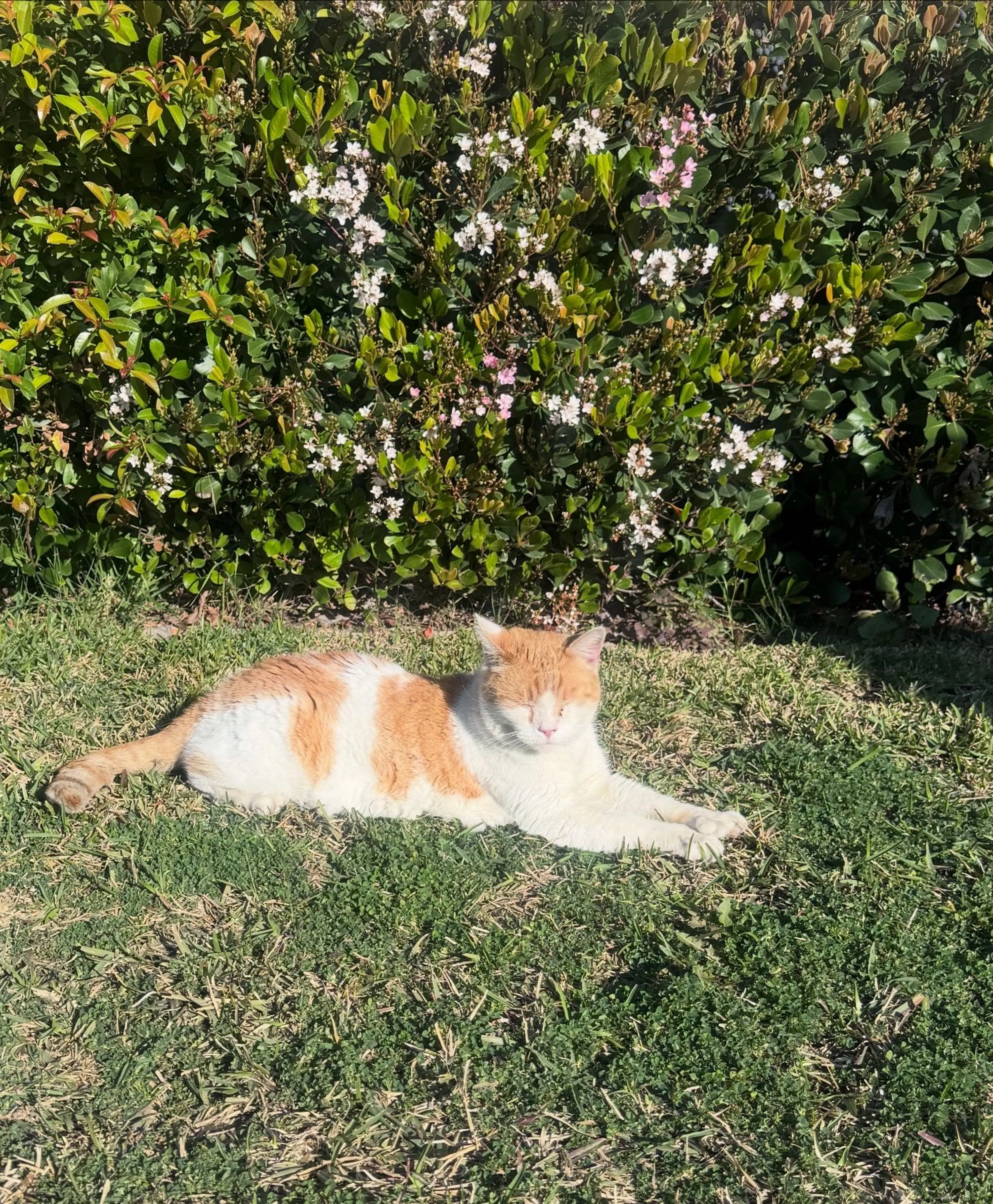 Lost pet
