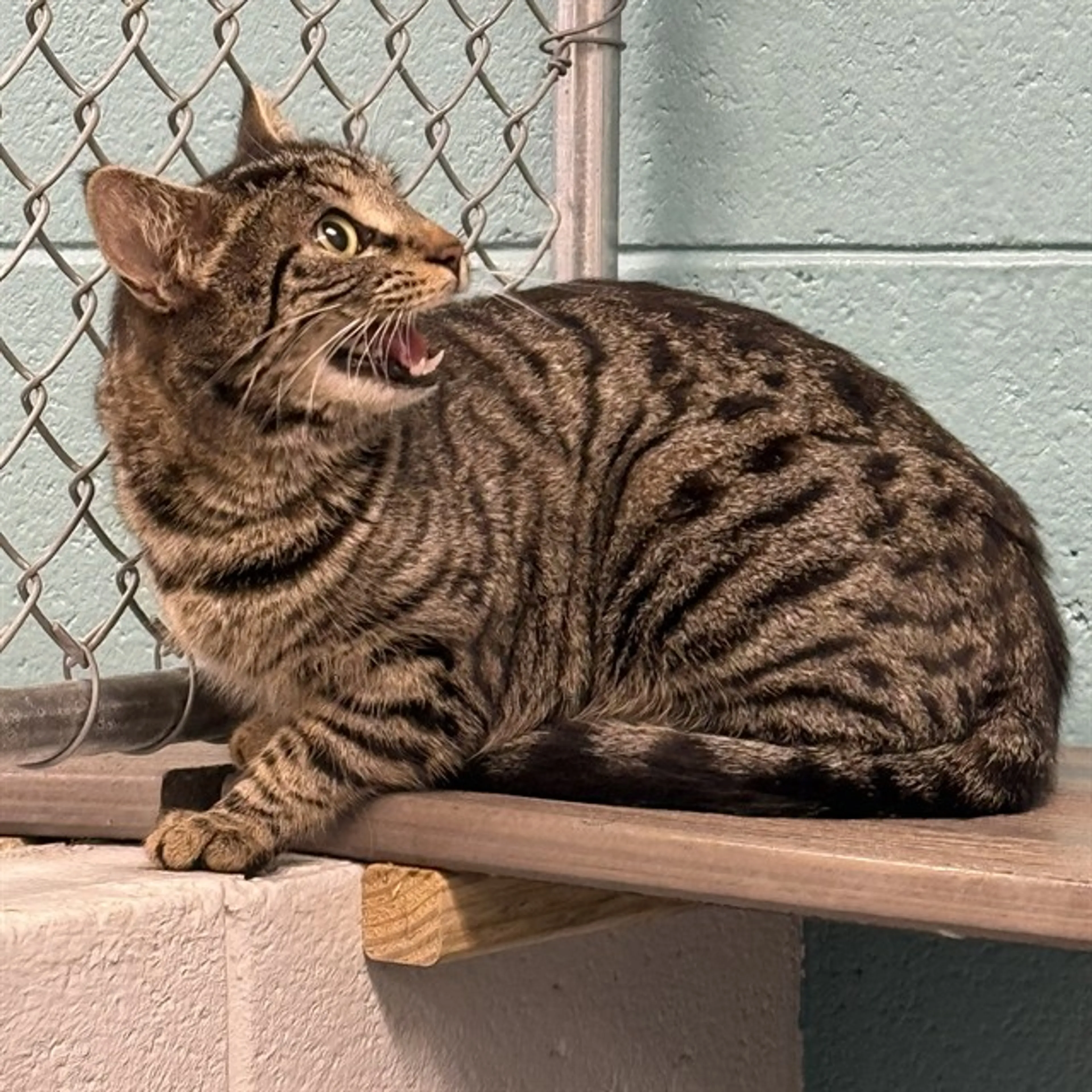 Found pet