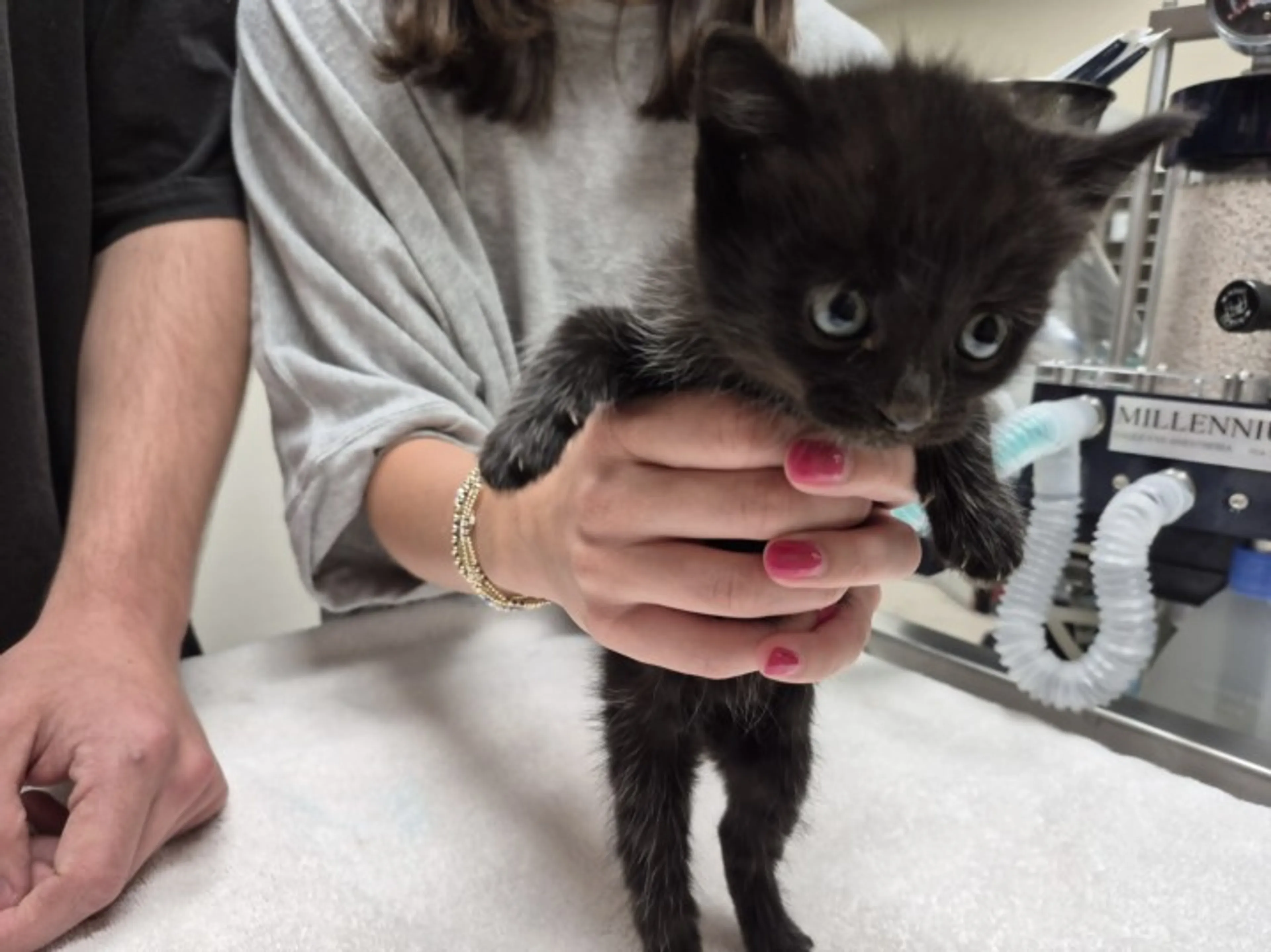 Found pet