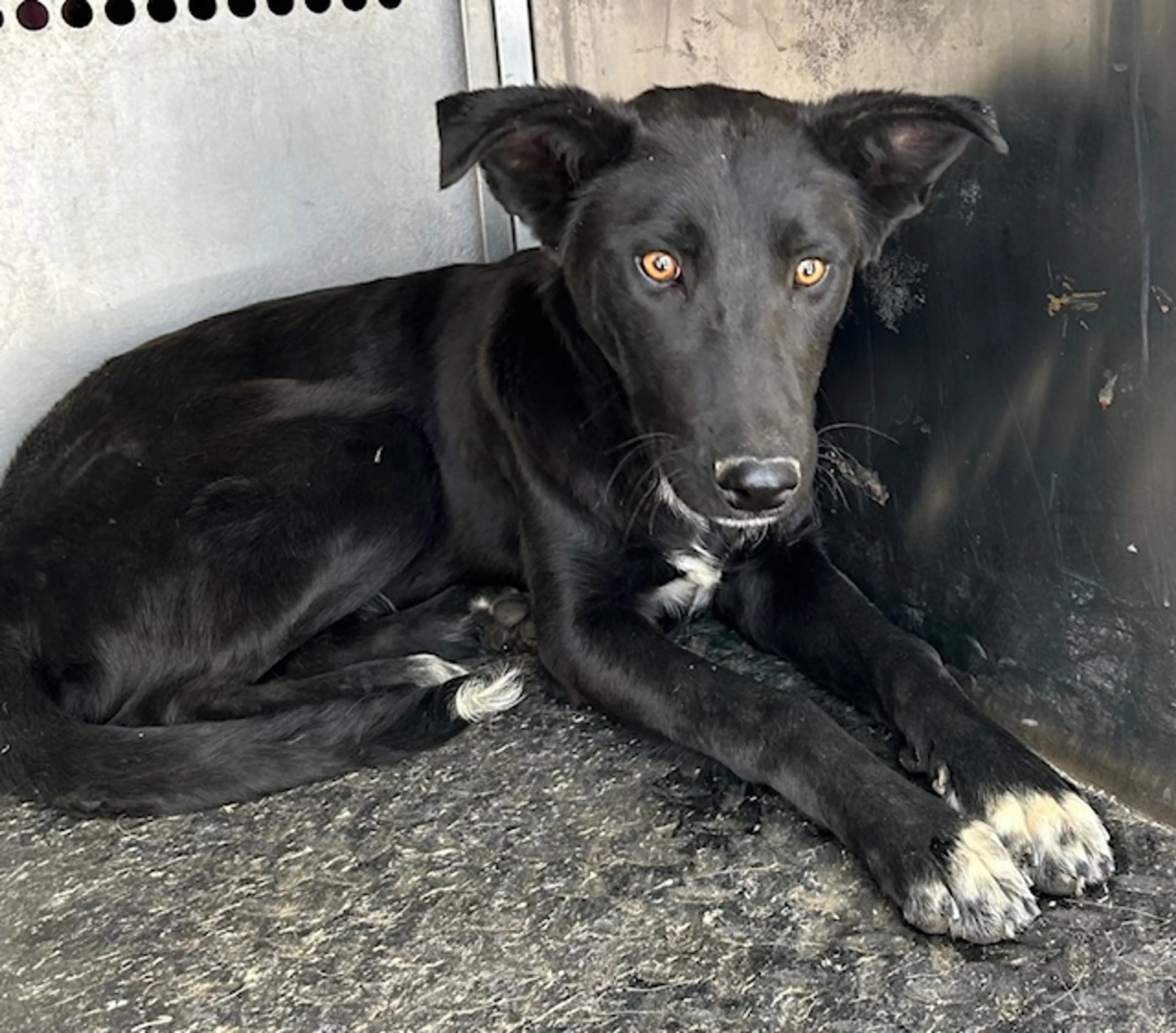 Found pet