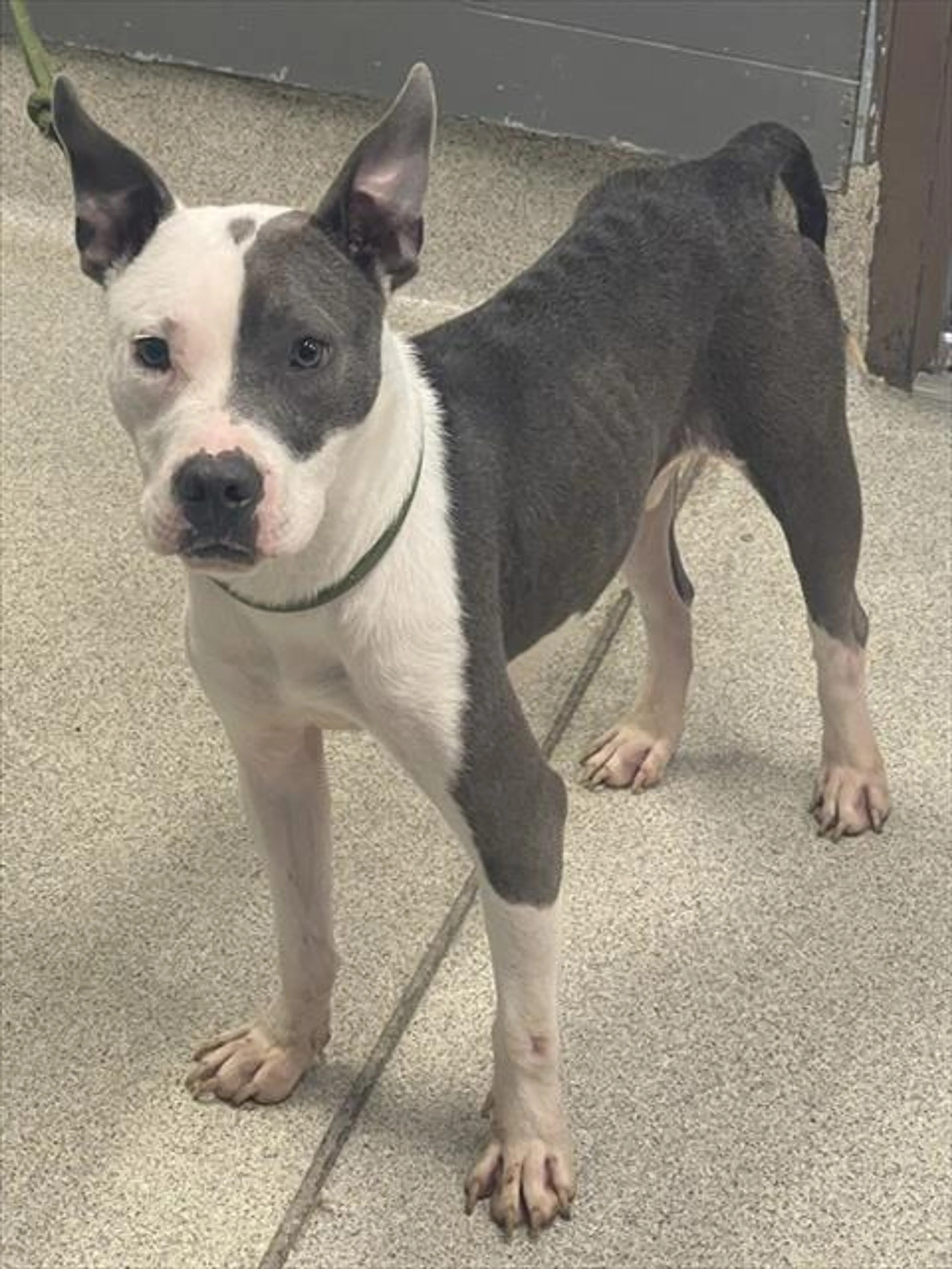 Found pet
