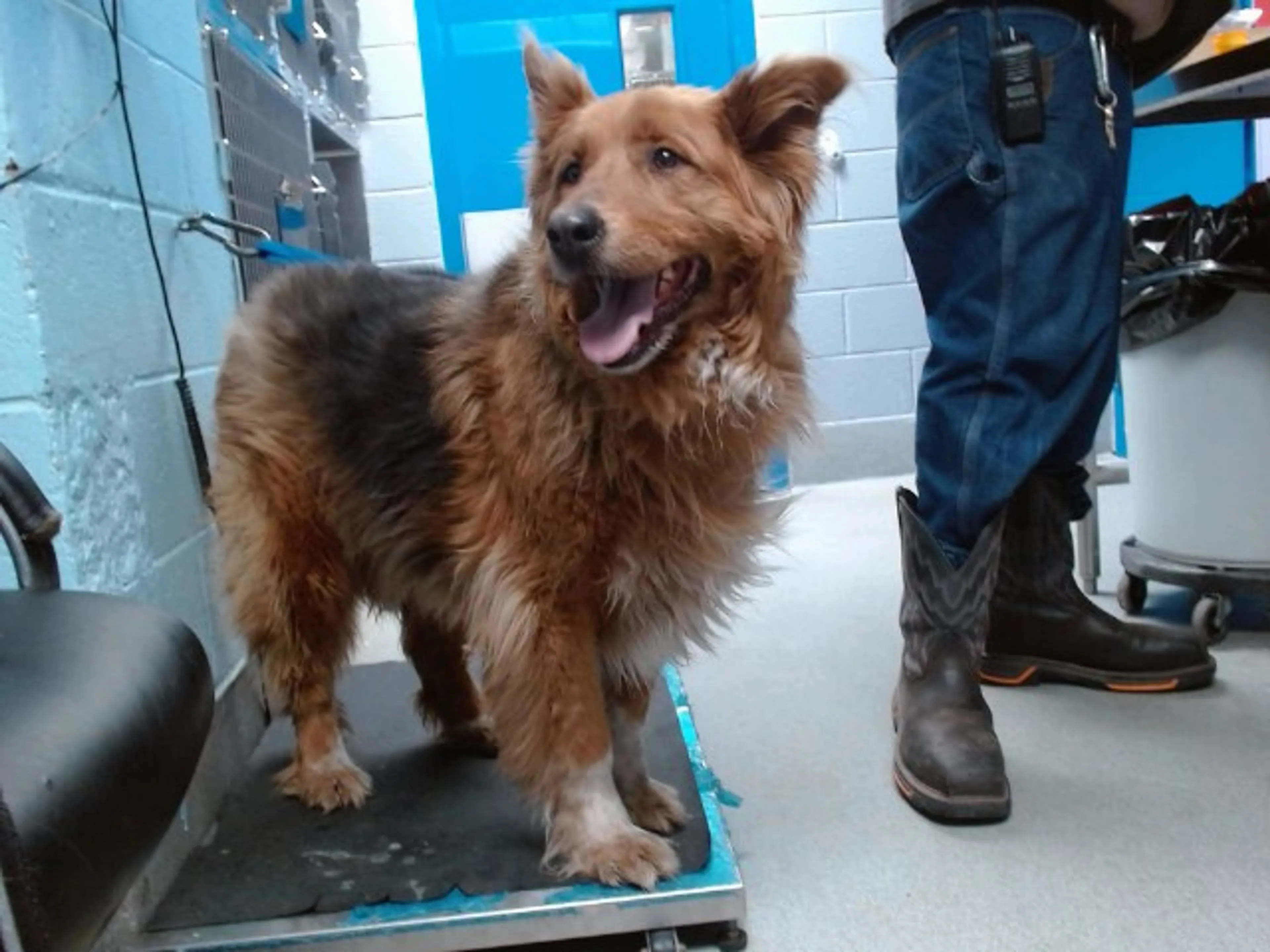 Found pet