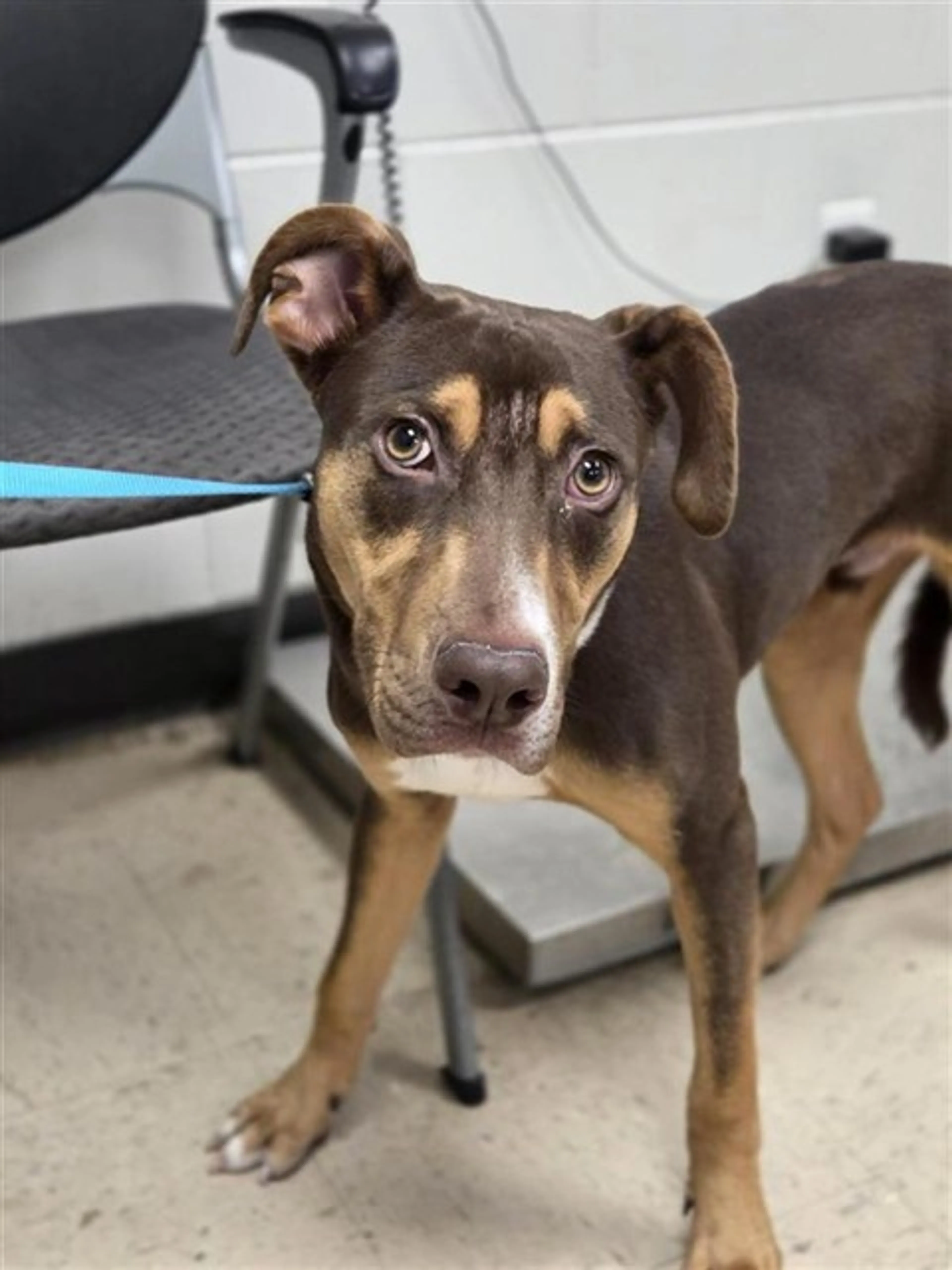 Found pet