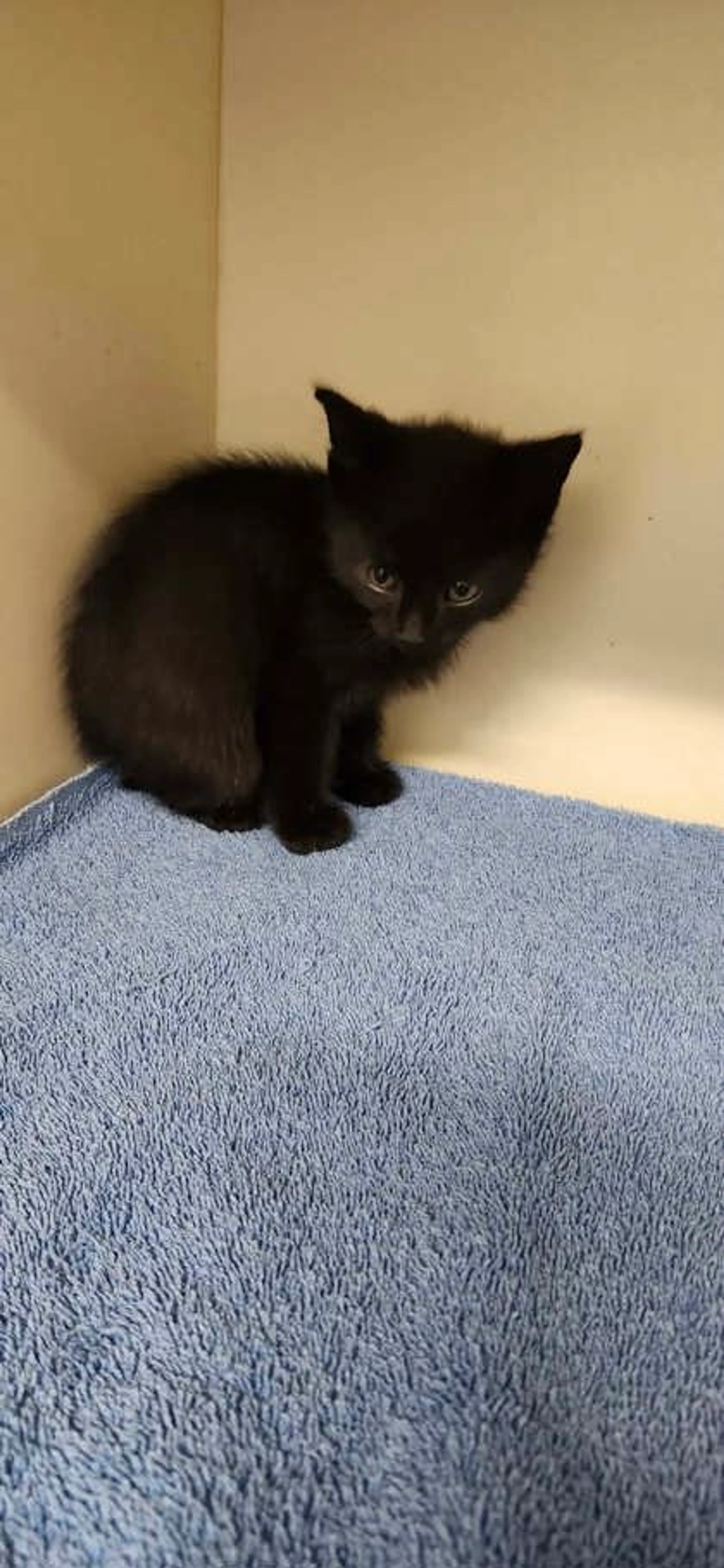 Found pet