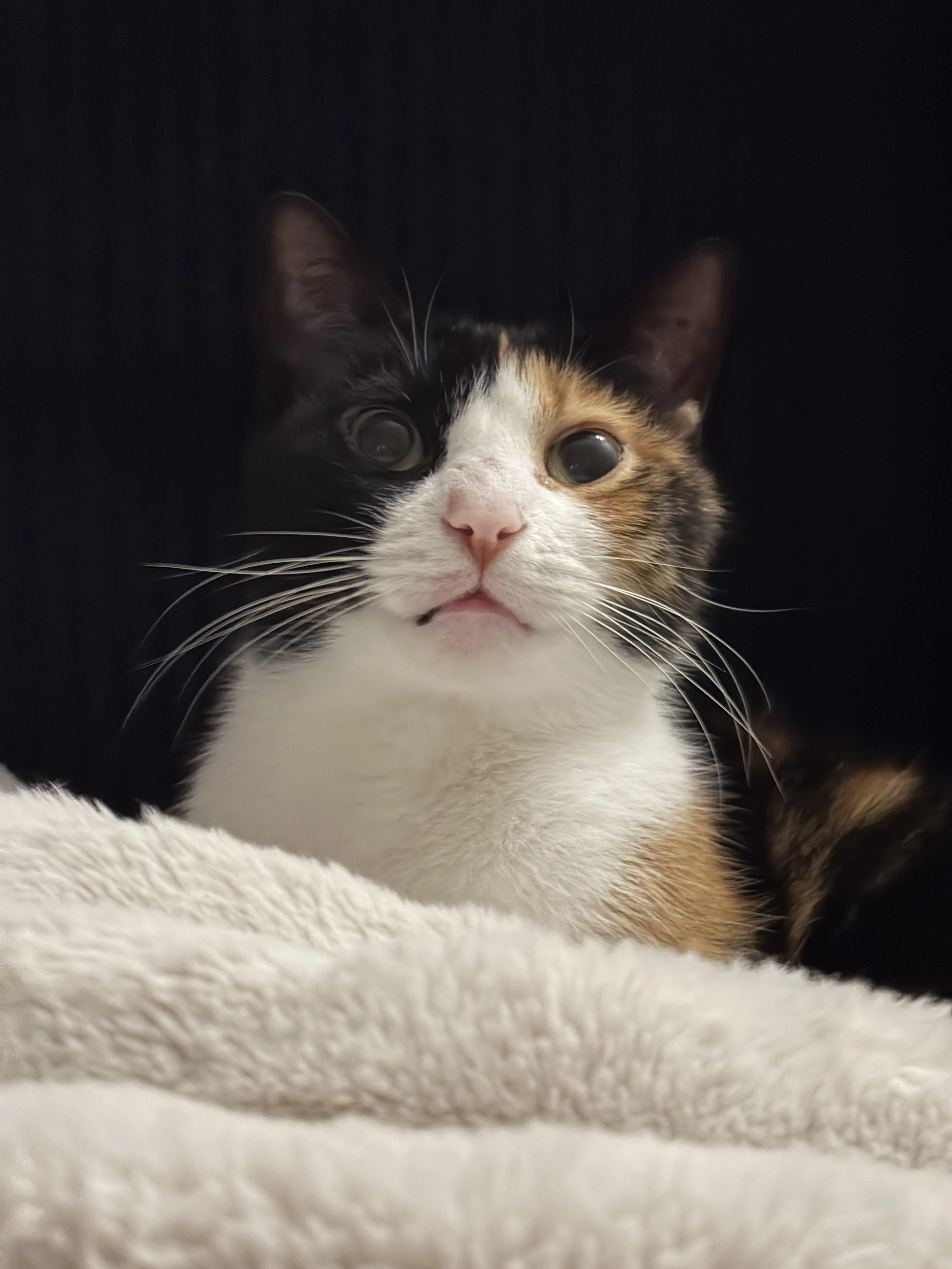 Lost pet-1