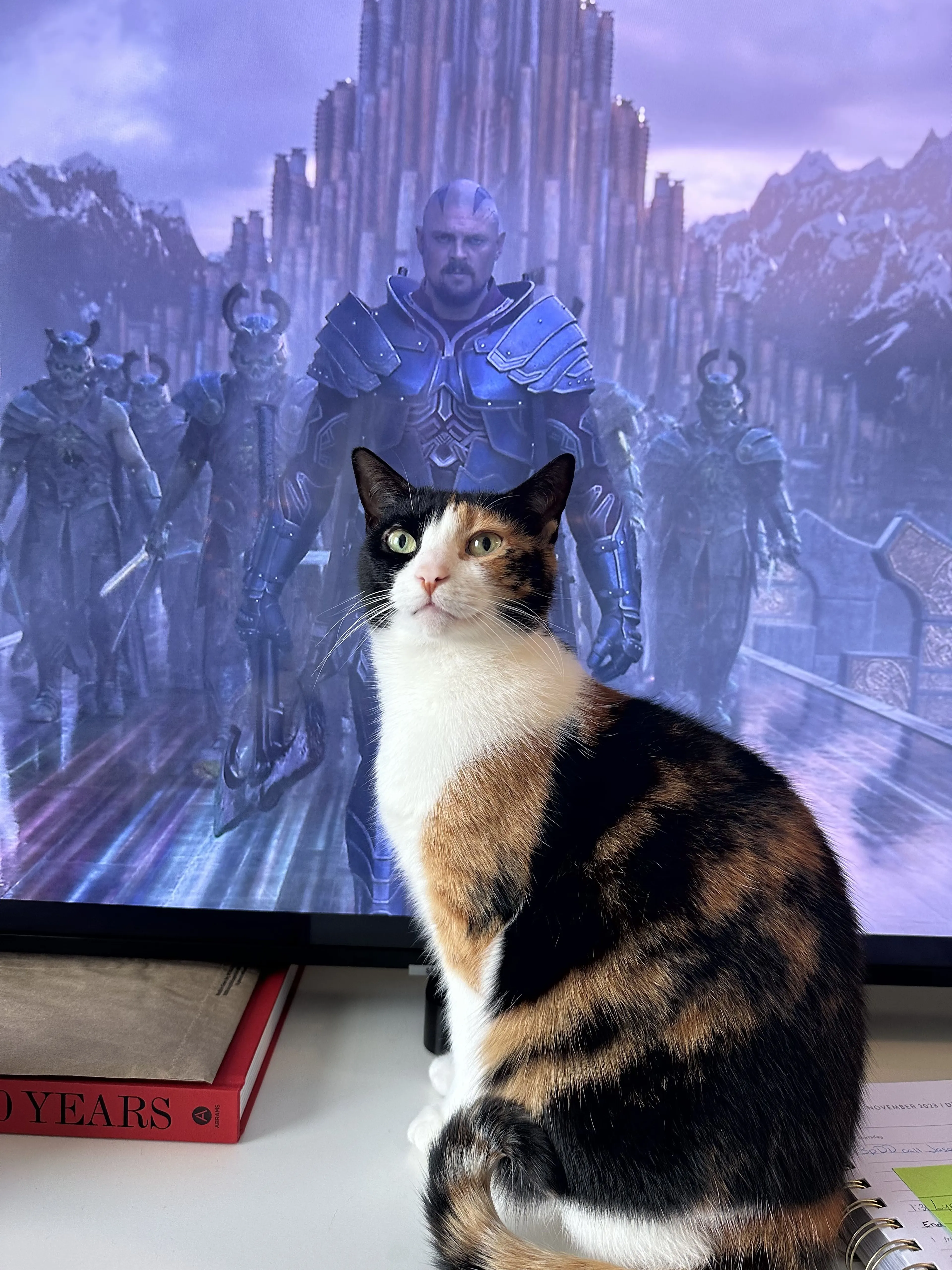 Lost pet-2