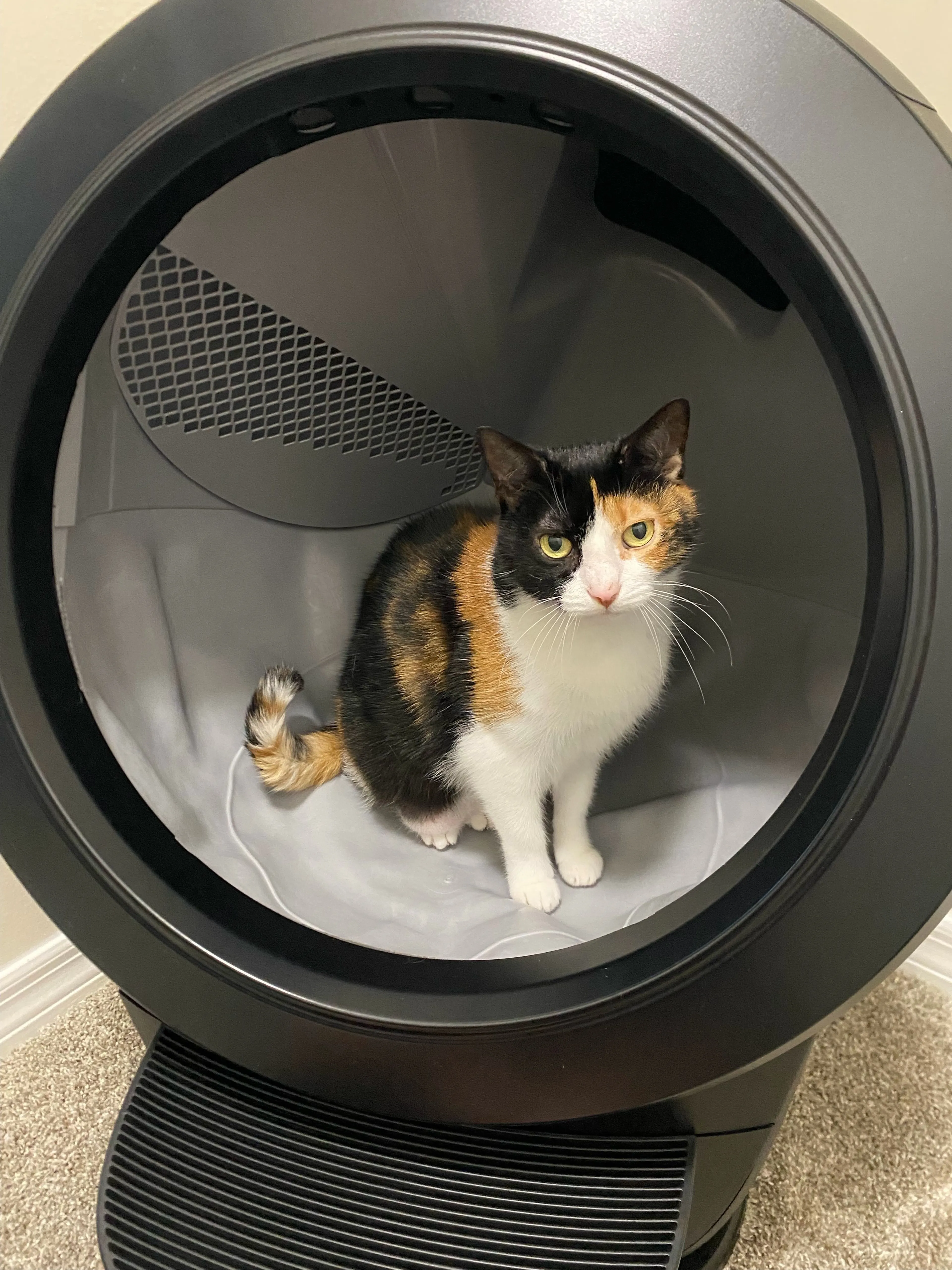 Lost pet-4