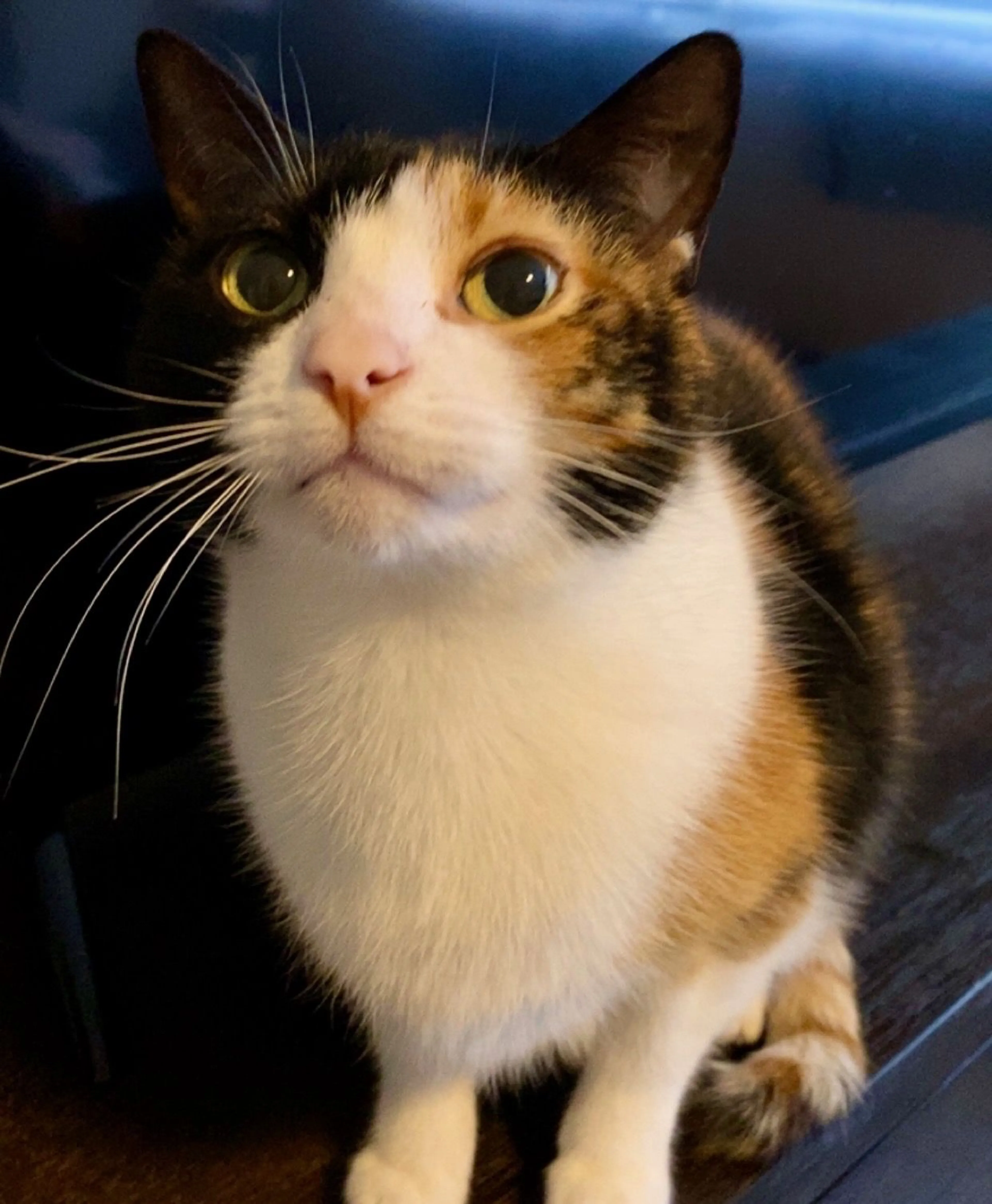 Lost pet-3
