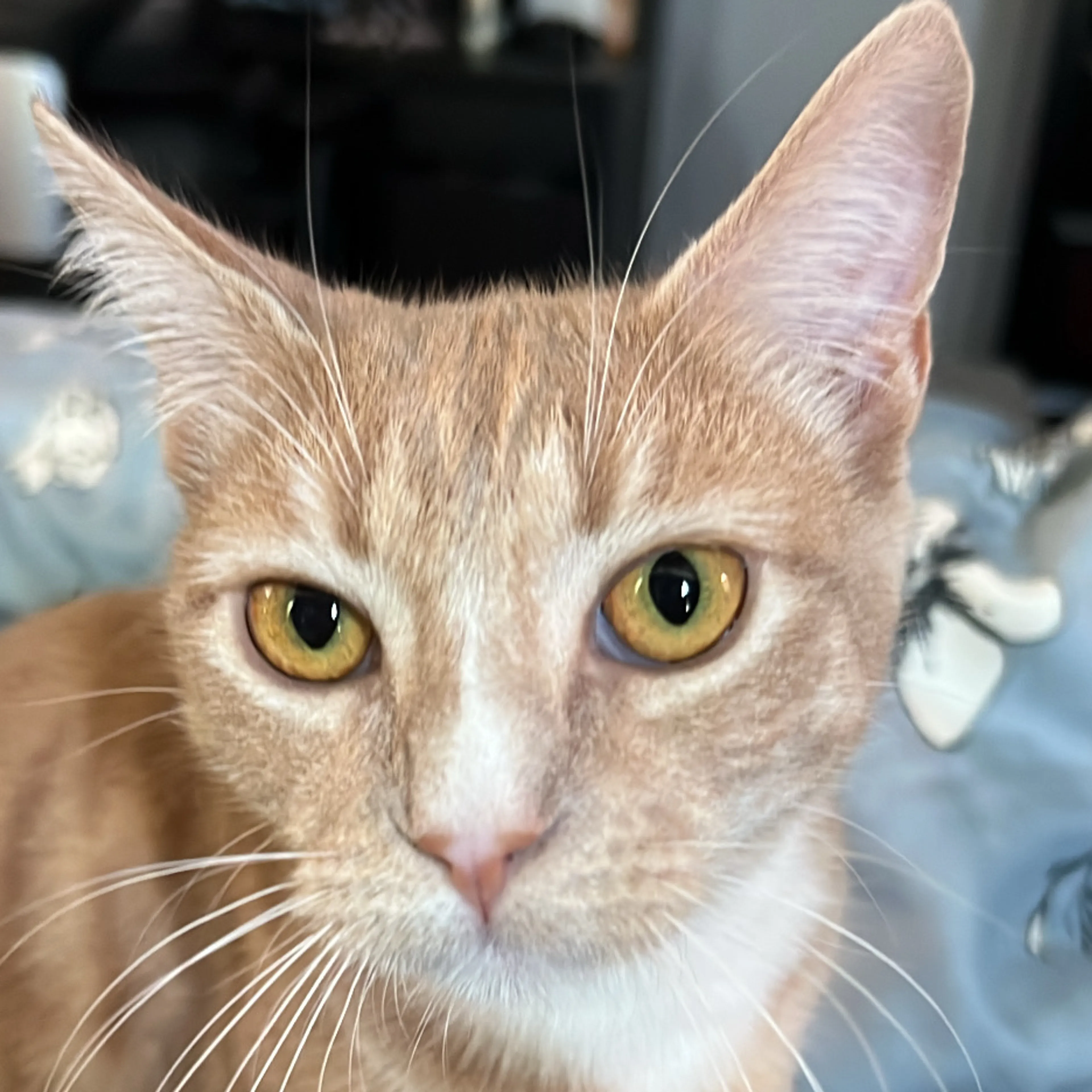 Lost pet-2