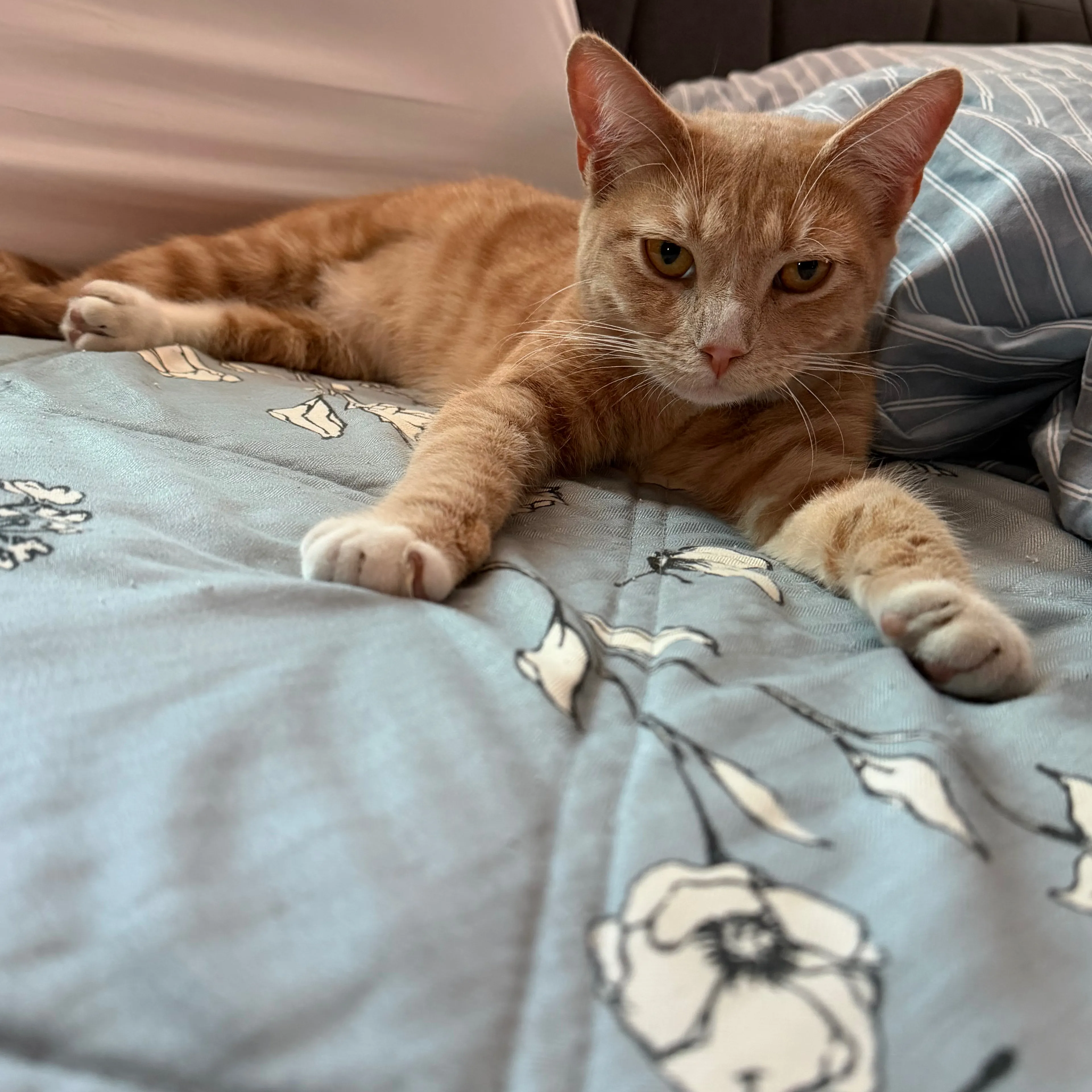 Lost pet-1