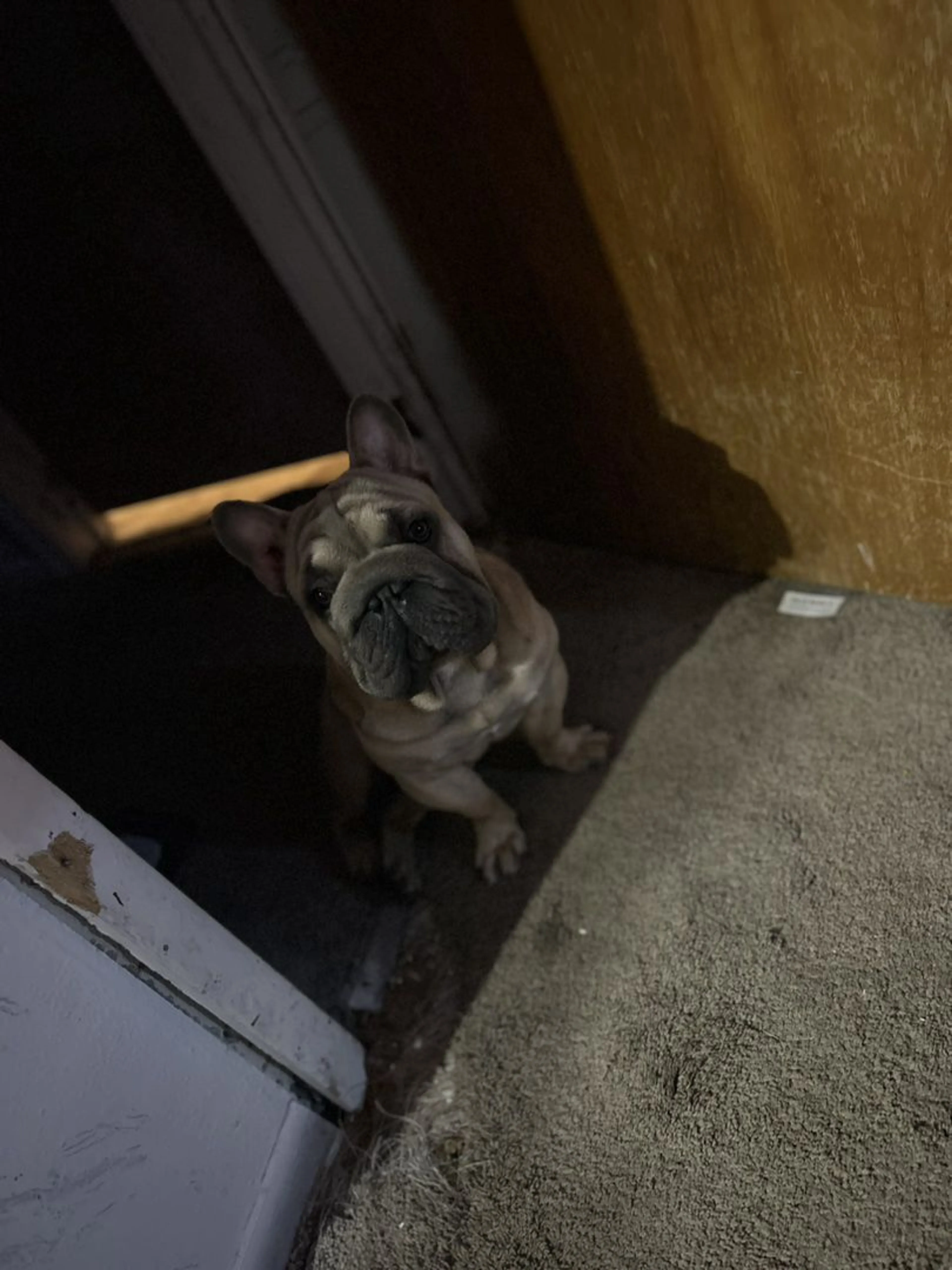 Lost pet-1