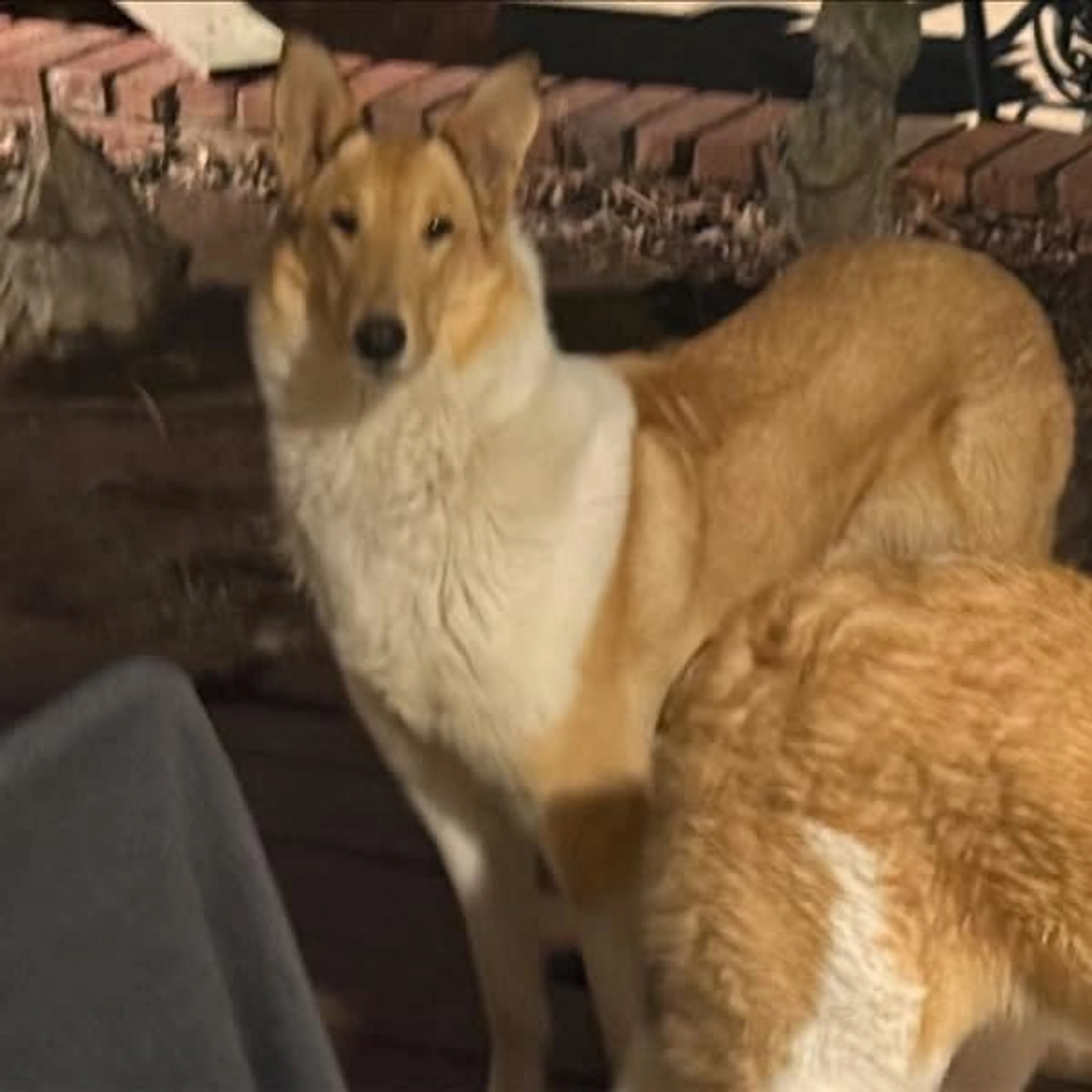 Lost pet