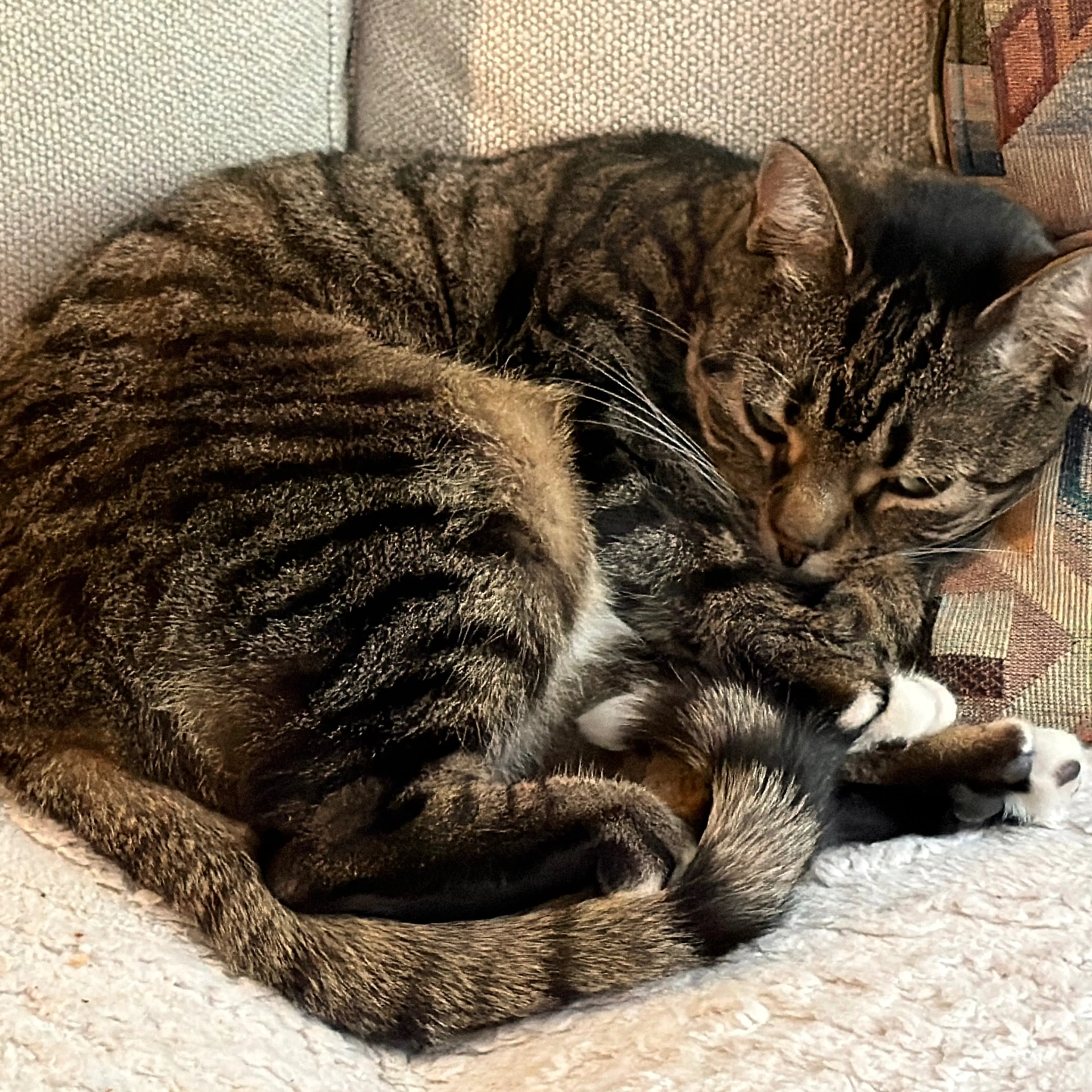 Lost pet-1