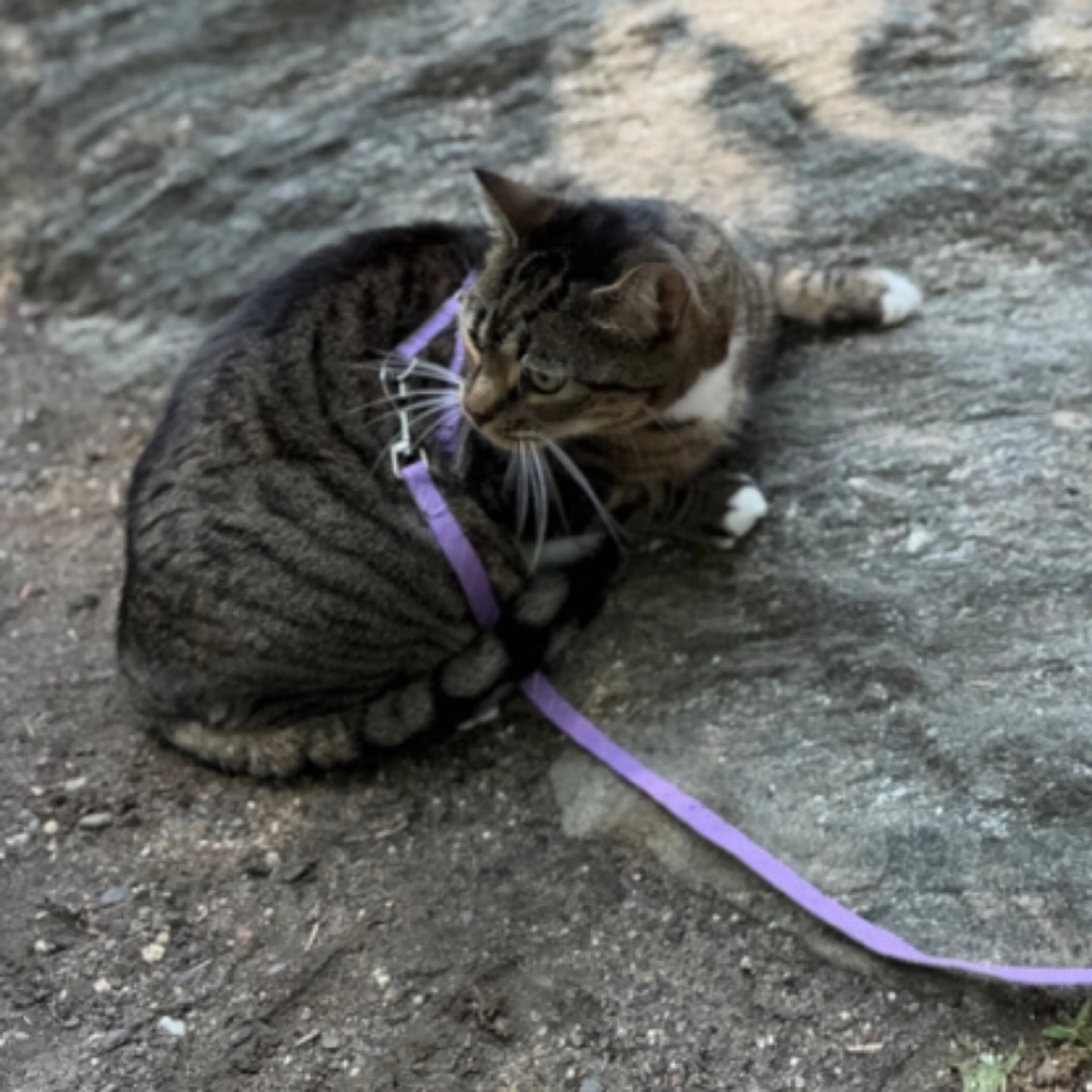 Lost pet-0