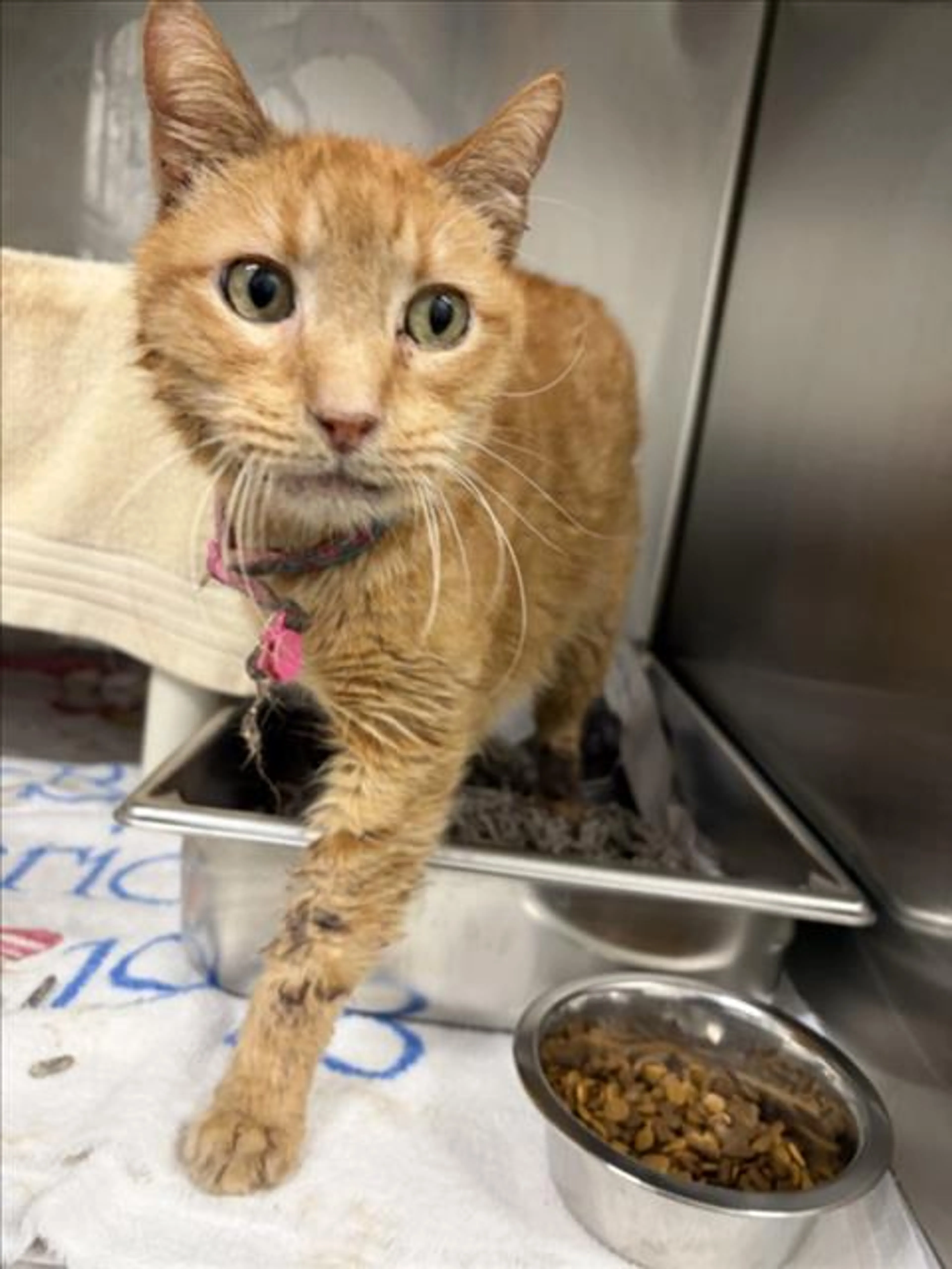 Found pet