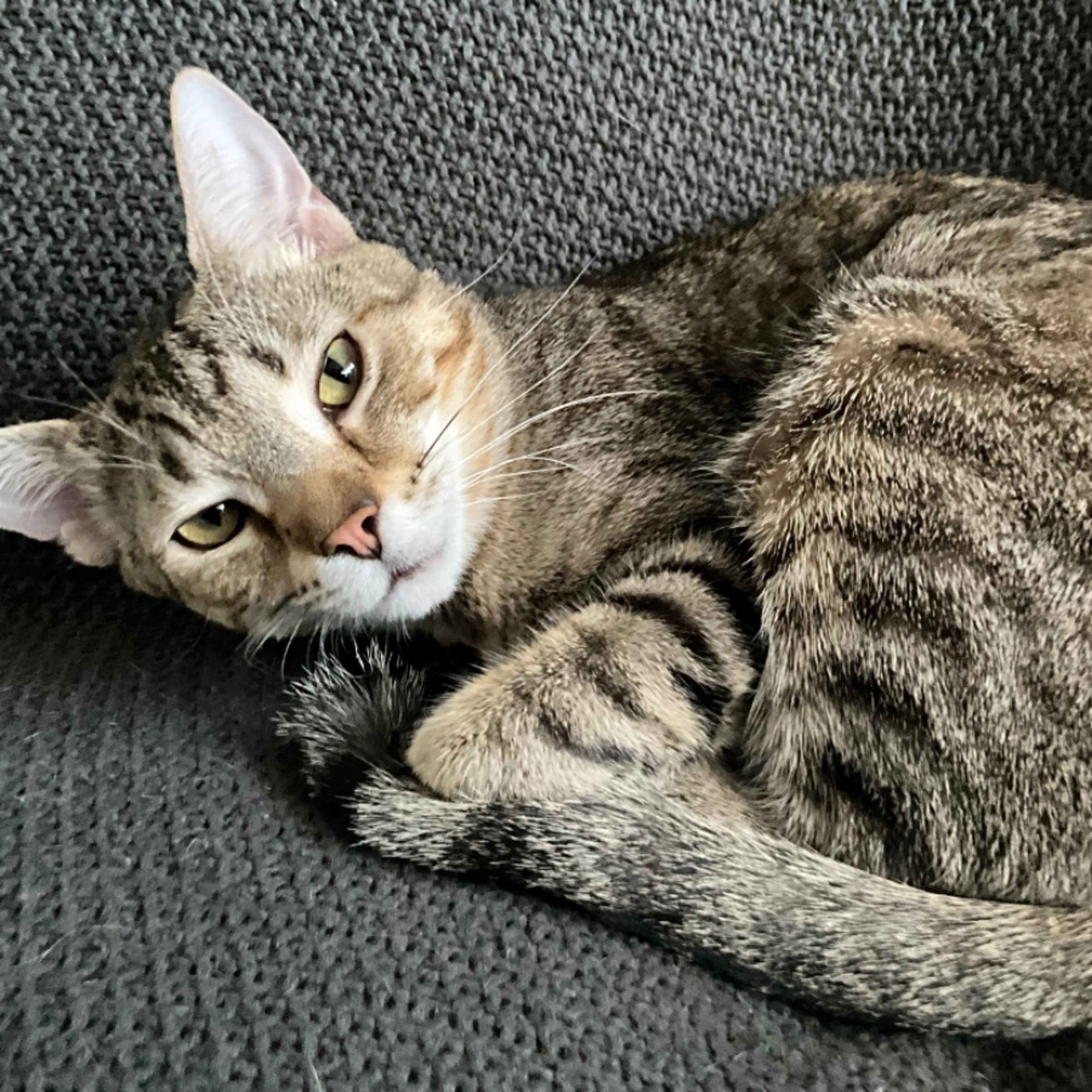 Lost pet