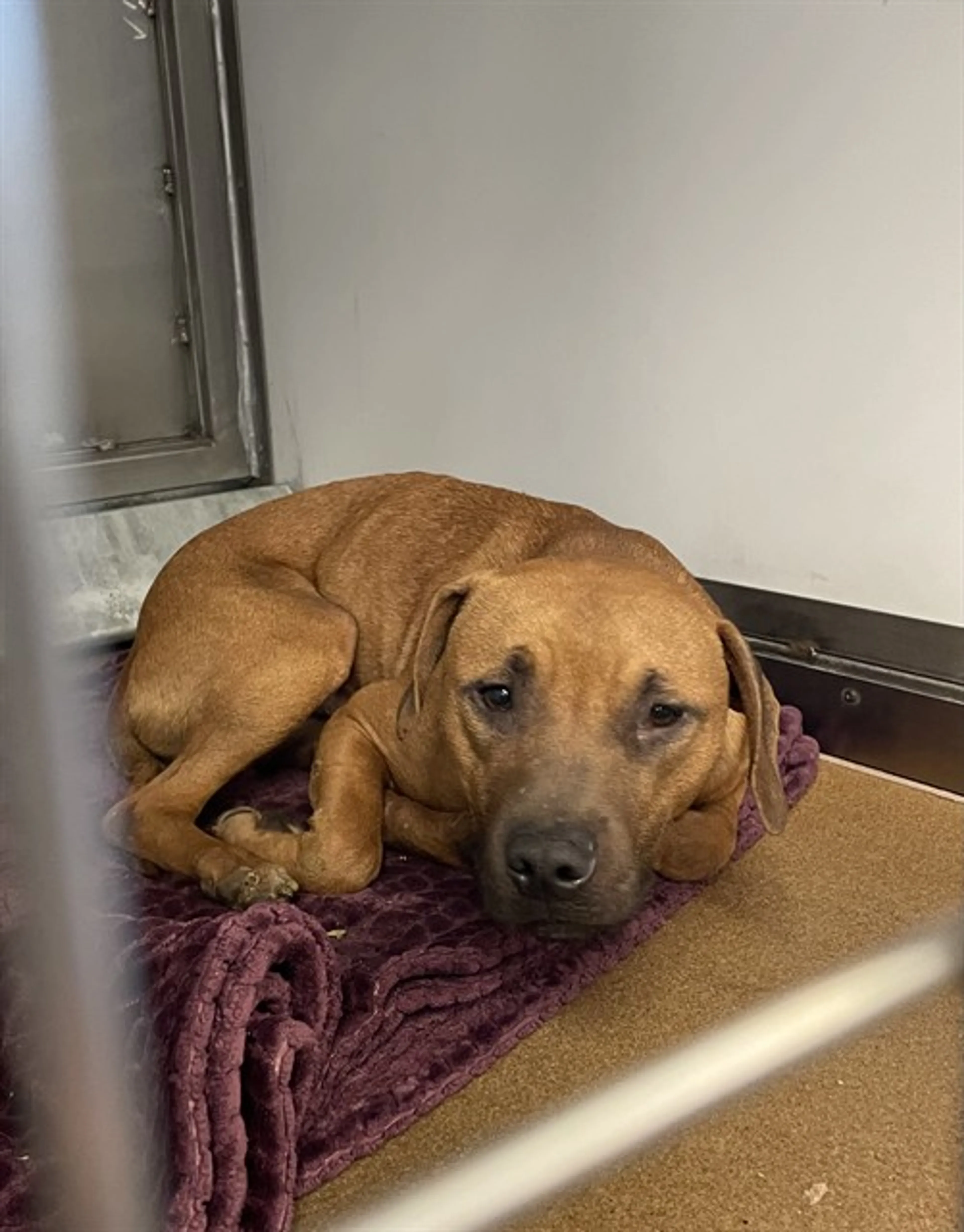 Found pet