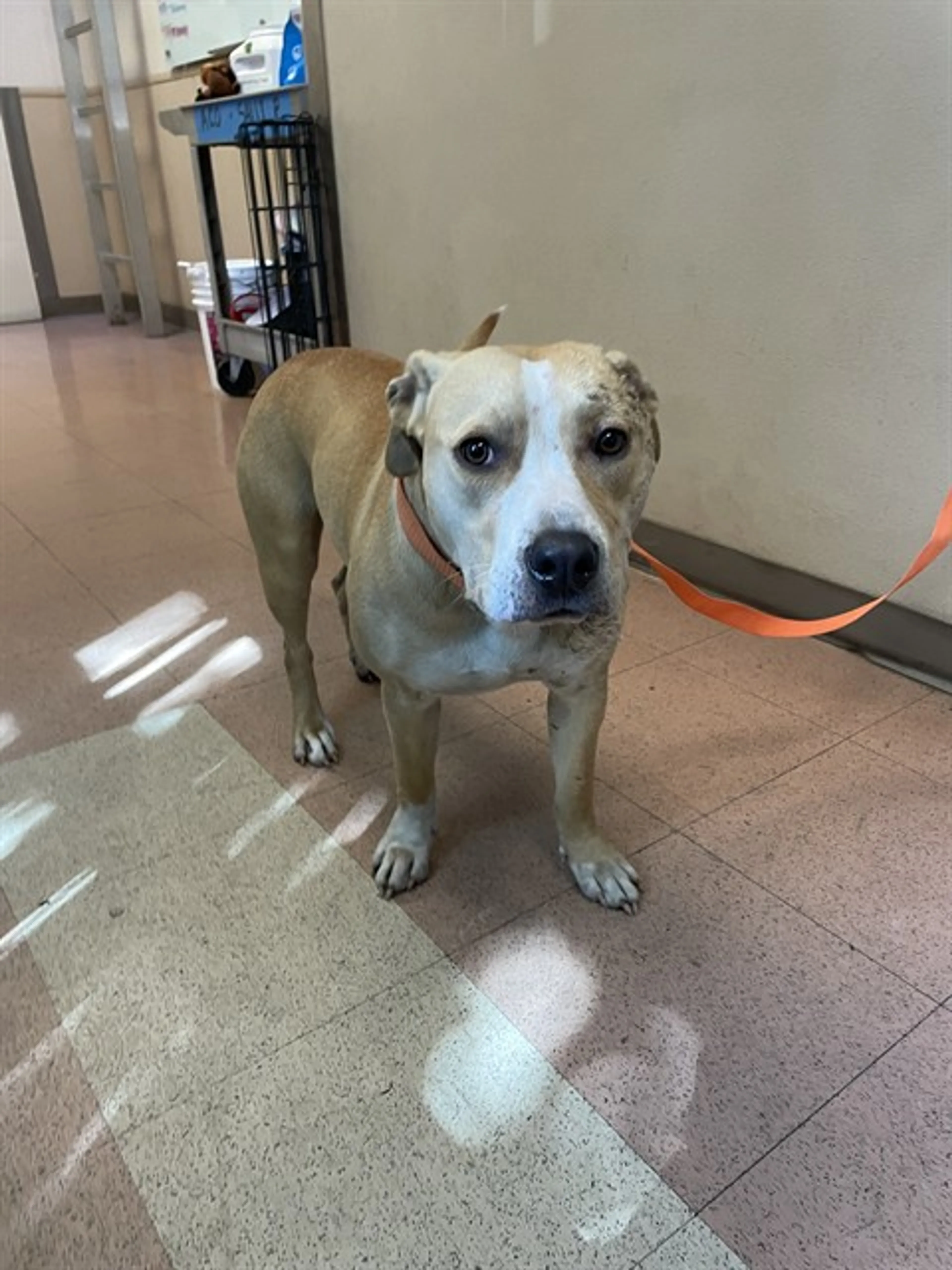Found pet