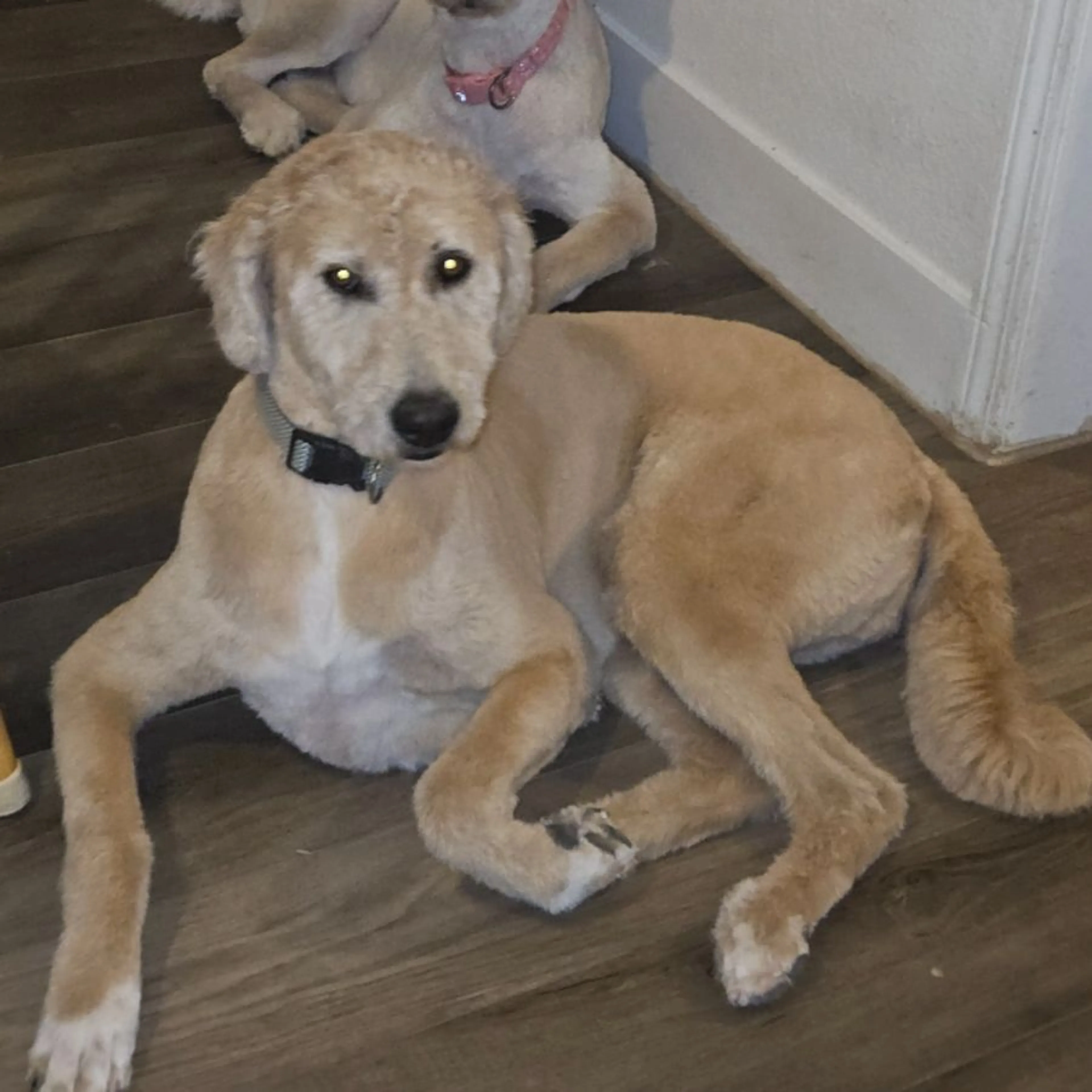 Lost pet