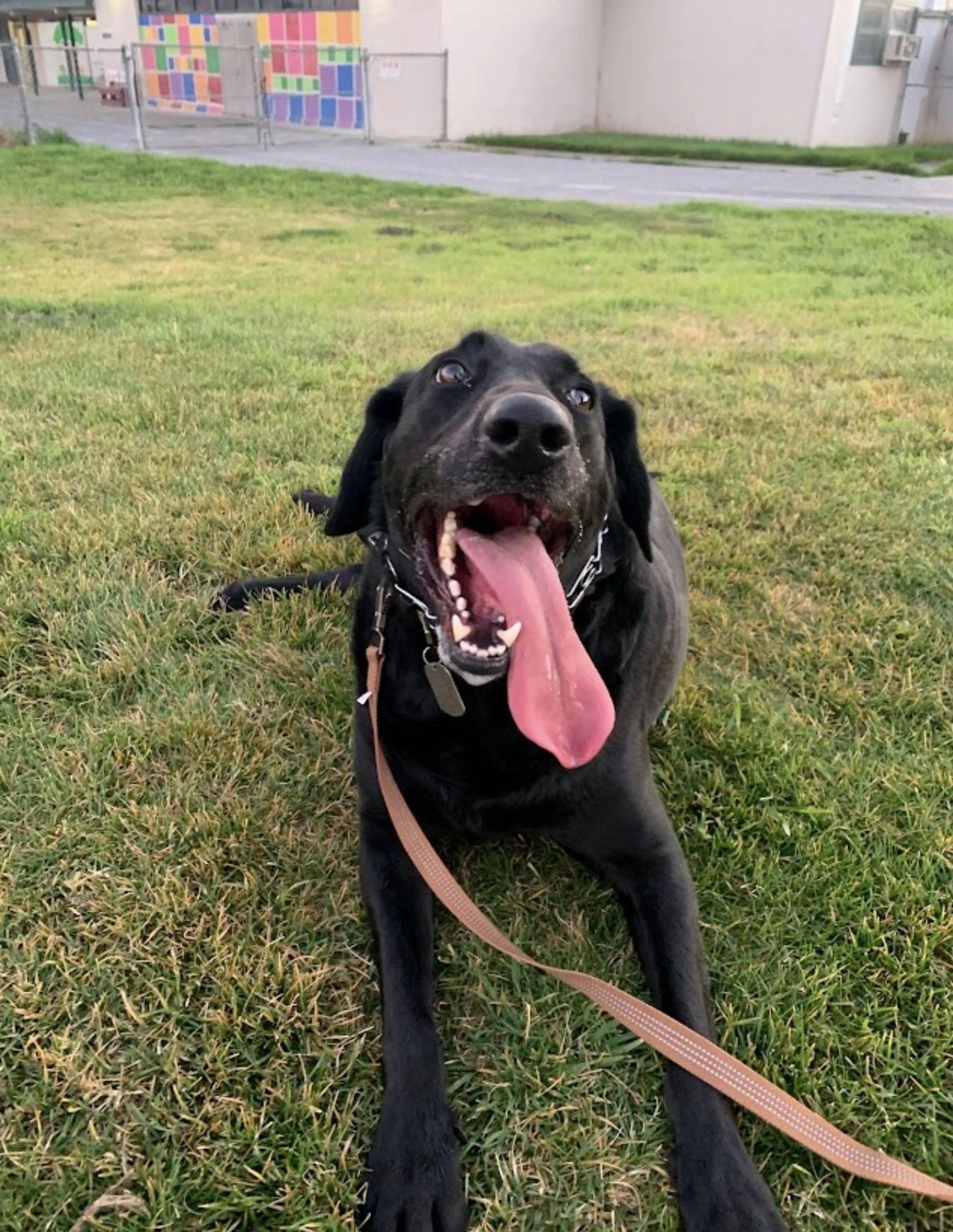 Lost pet