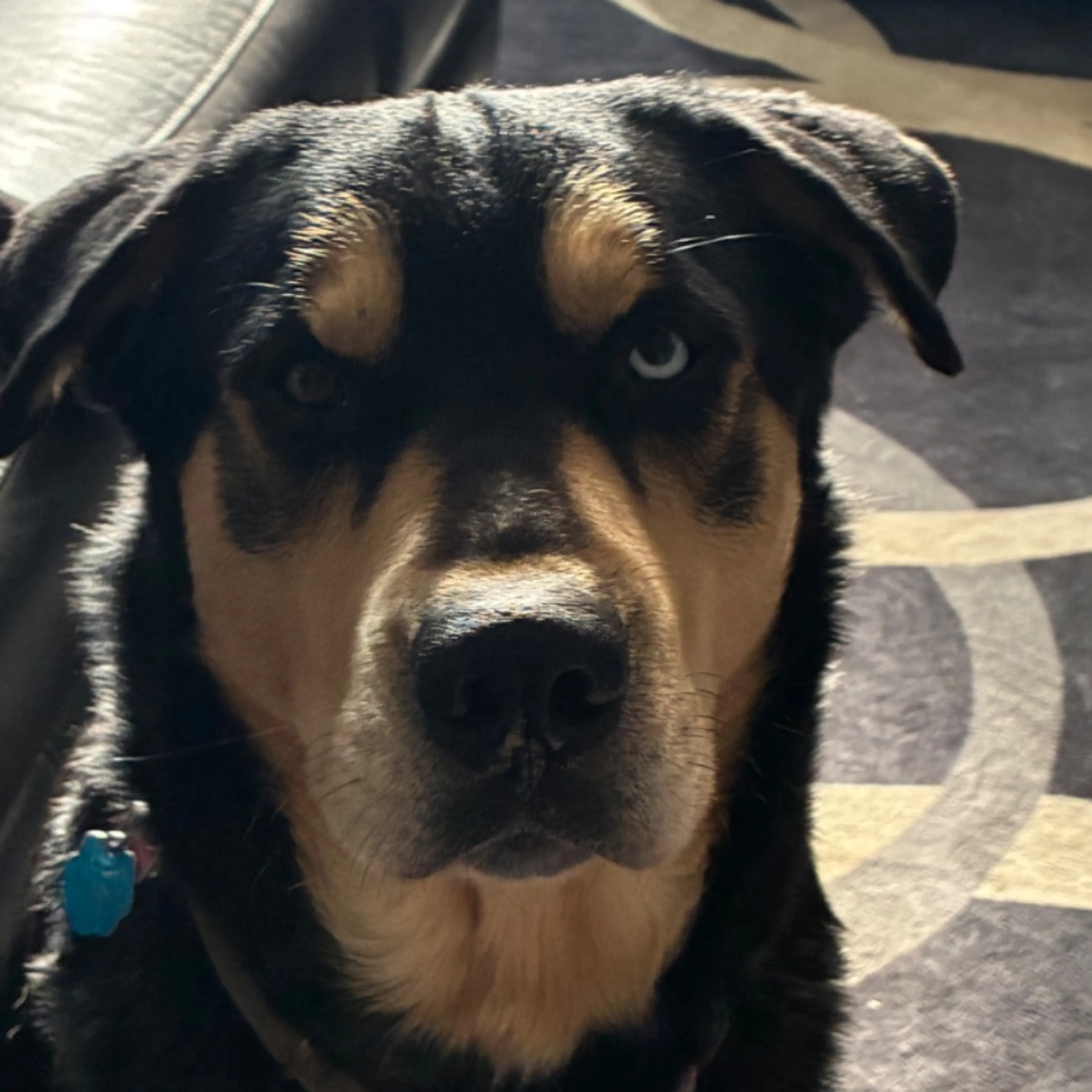 Lost pet