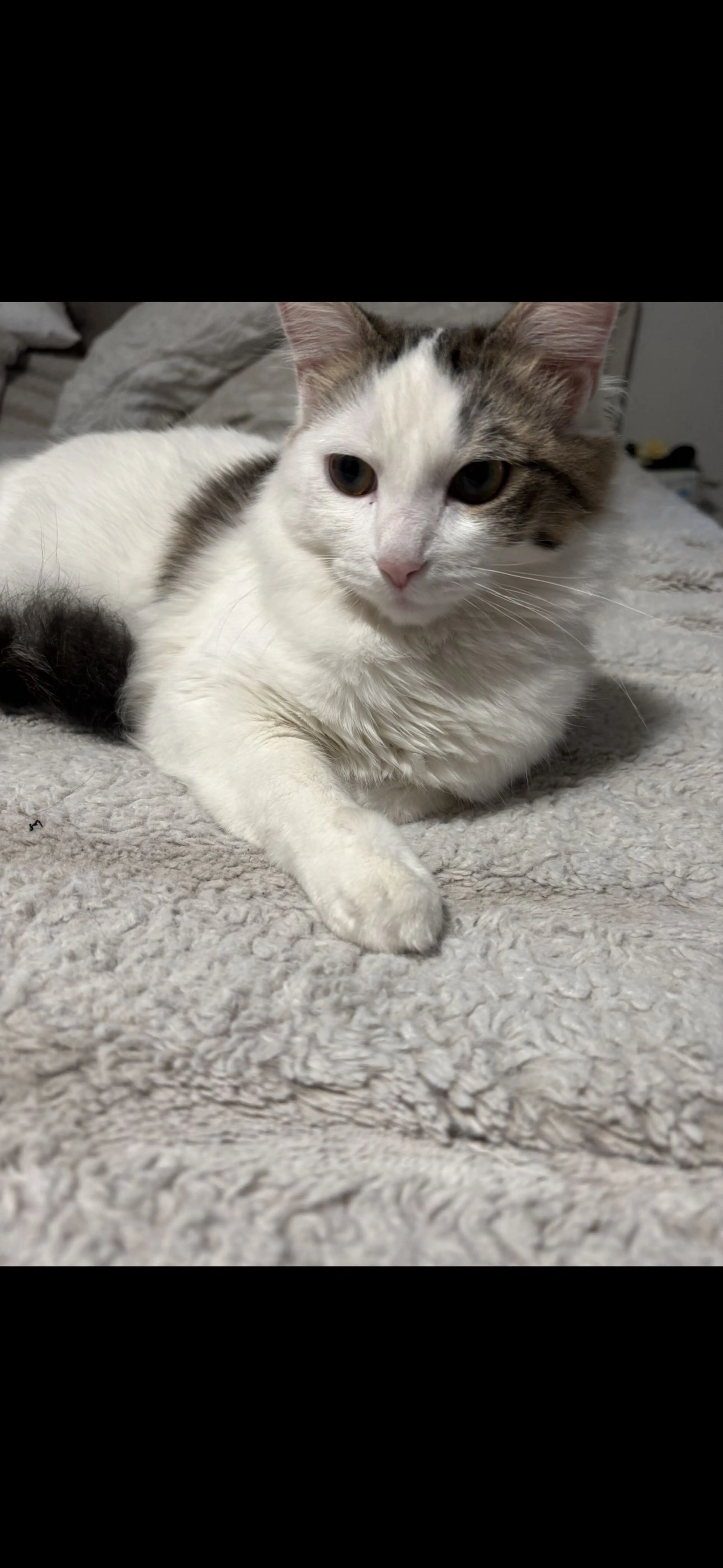 Lost pet