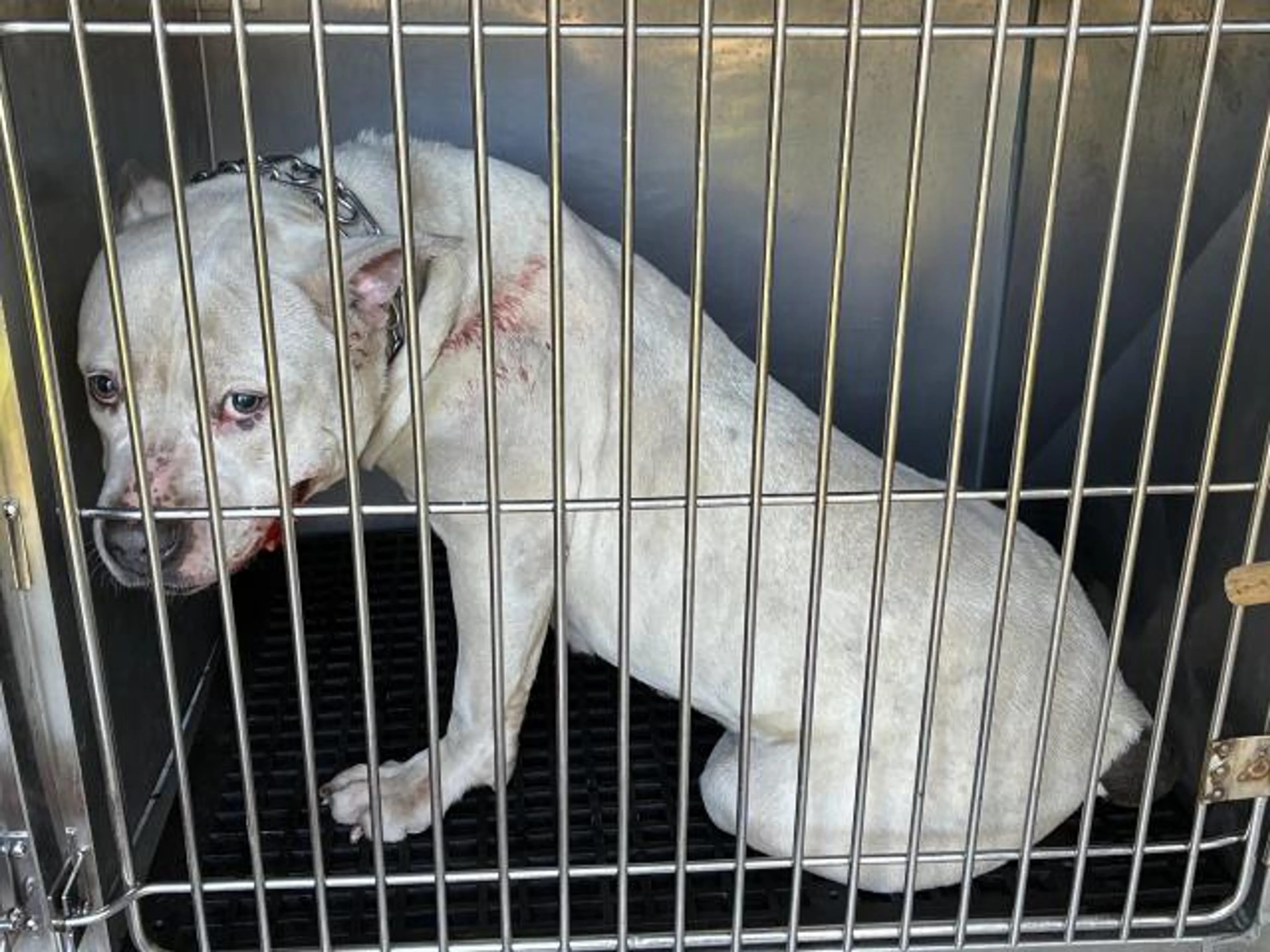 Found pet