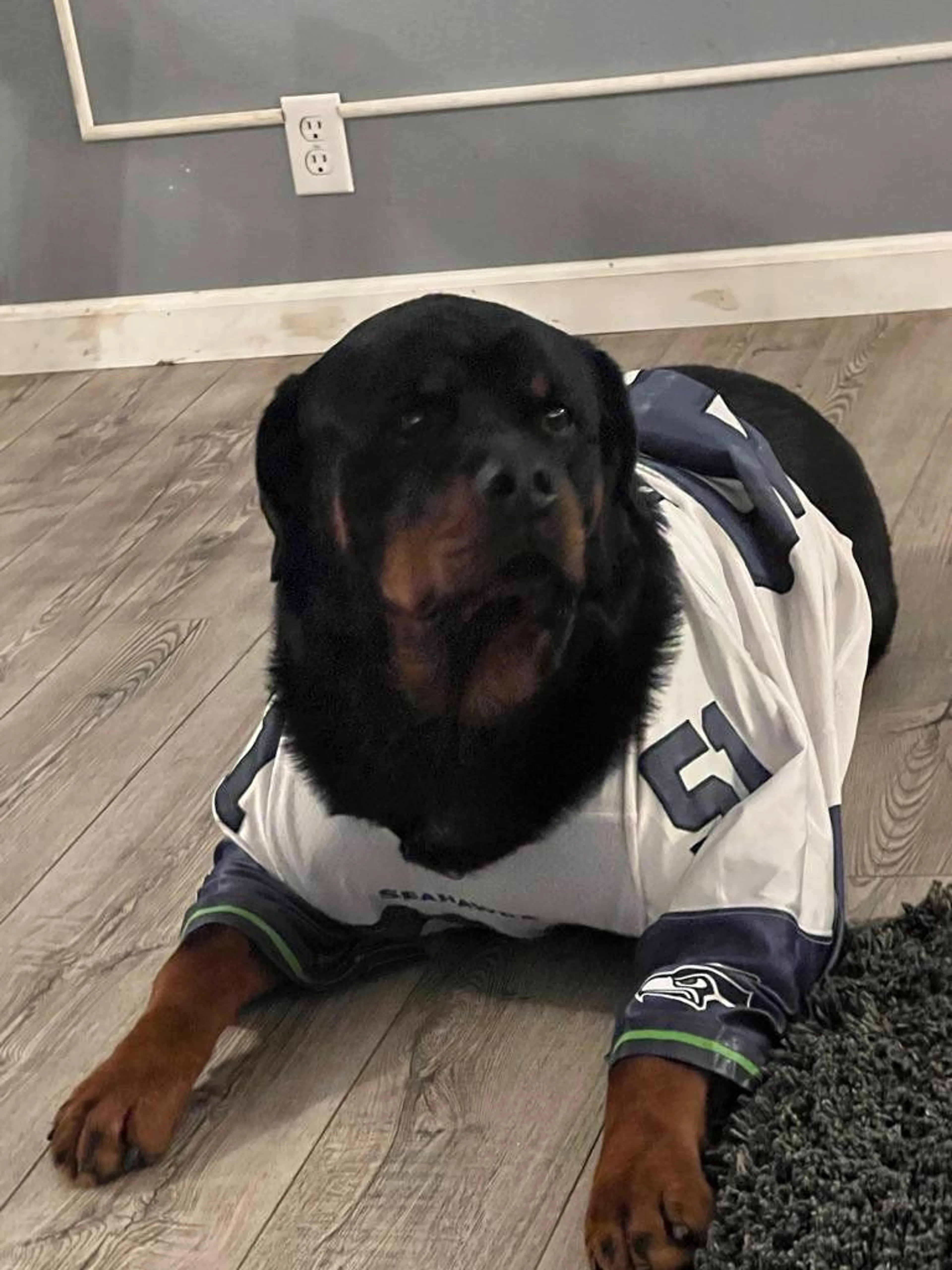 Lost pet