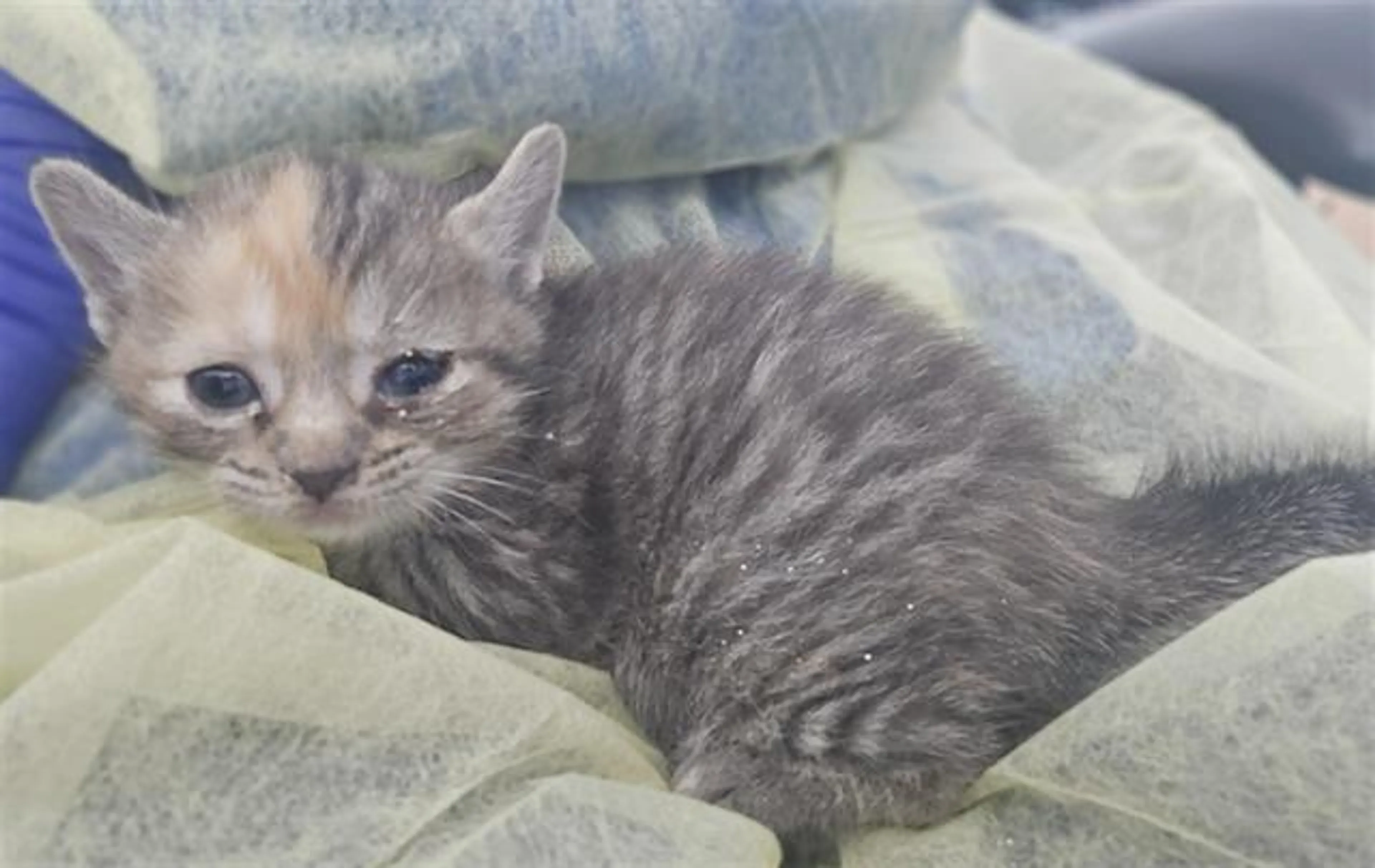 Found pet