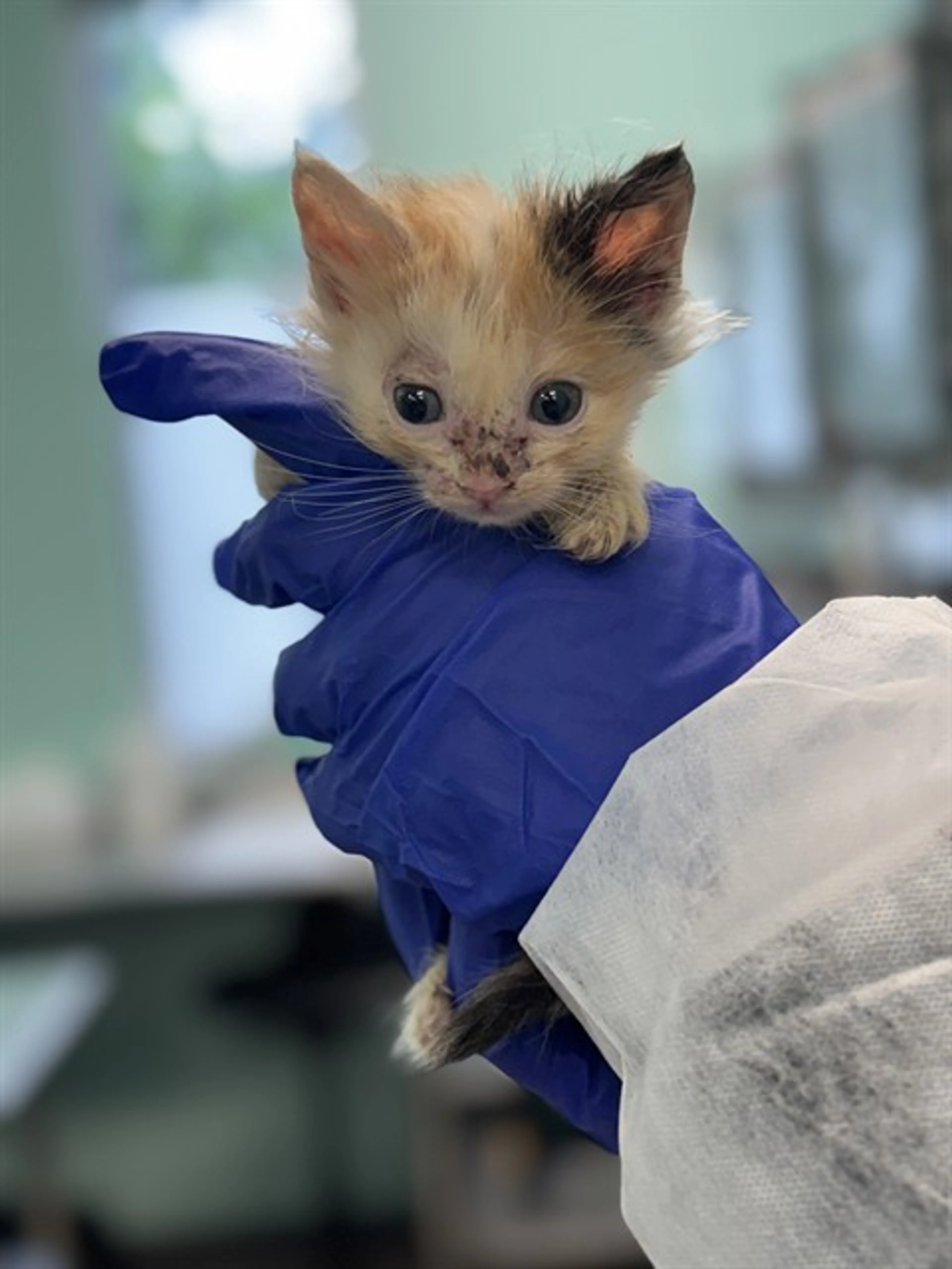 Found pet
