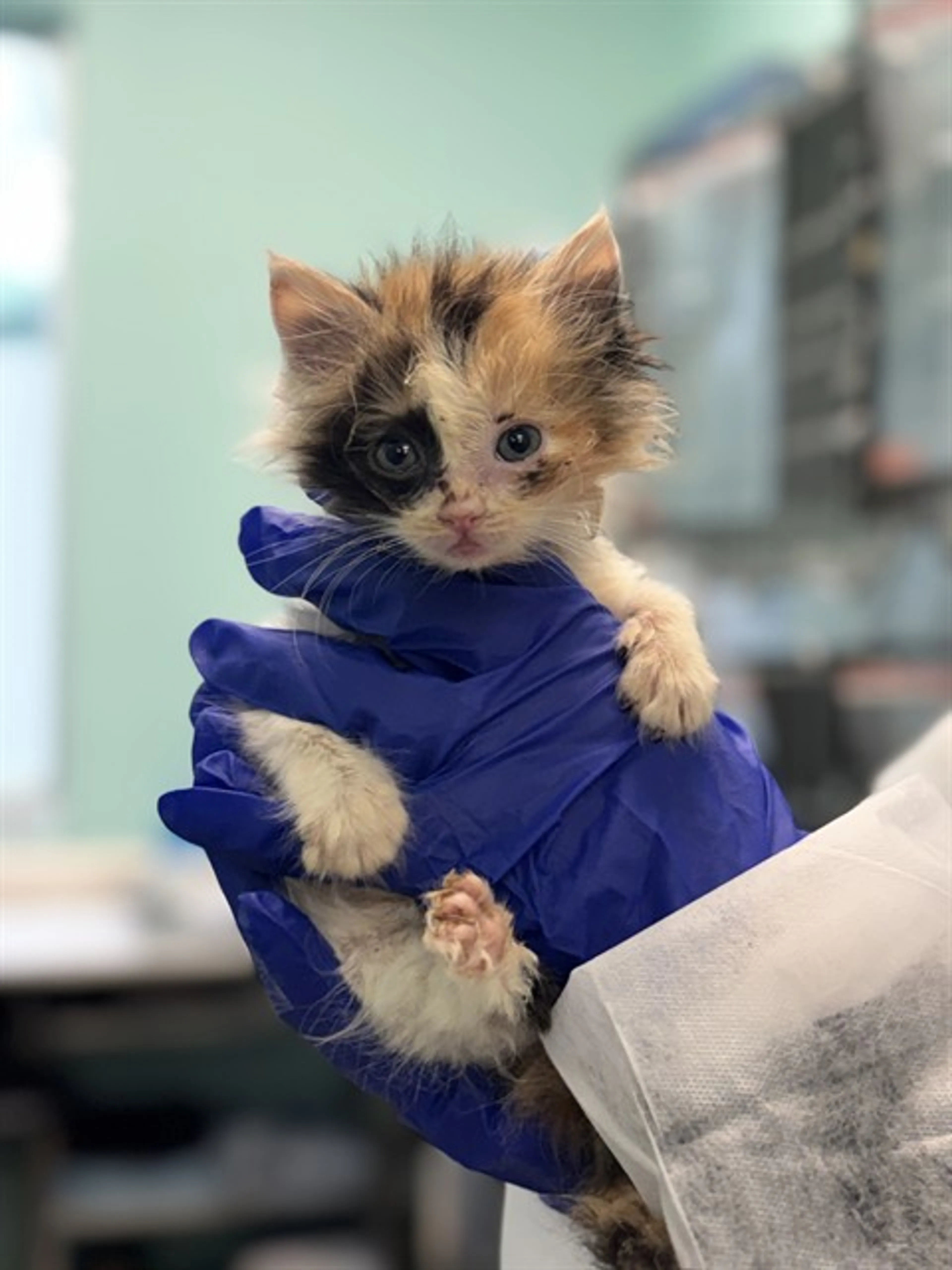 Found pet
