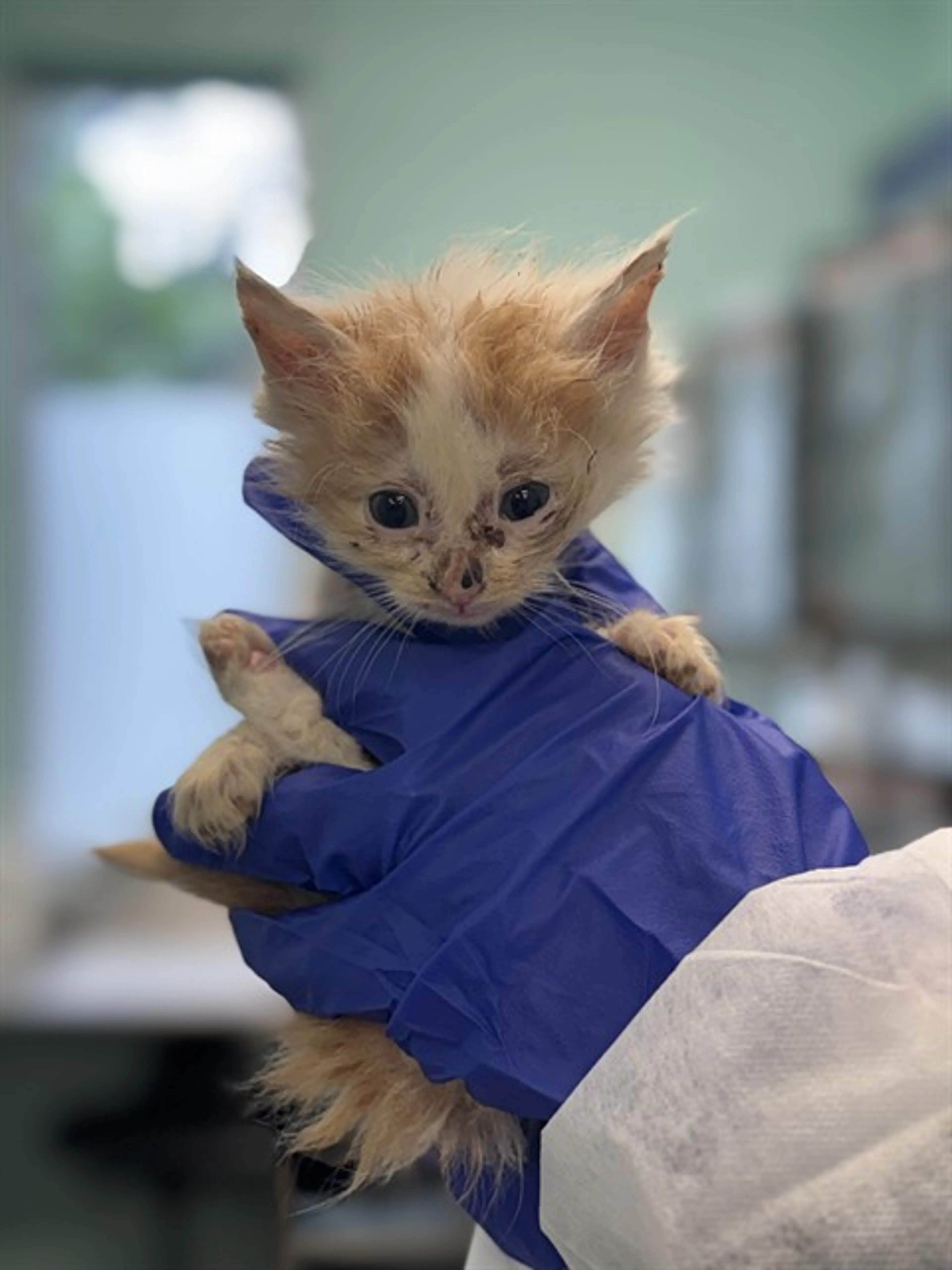 Found pet