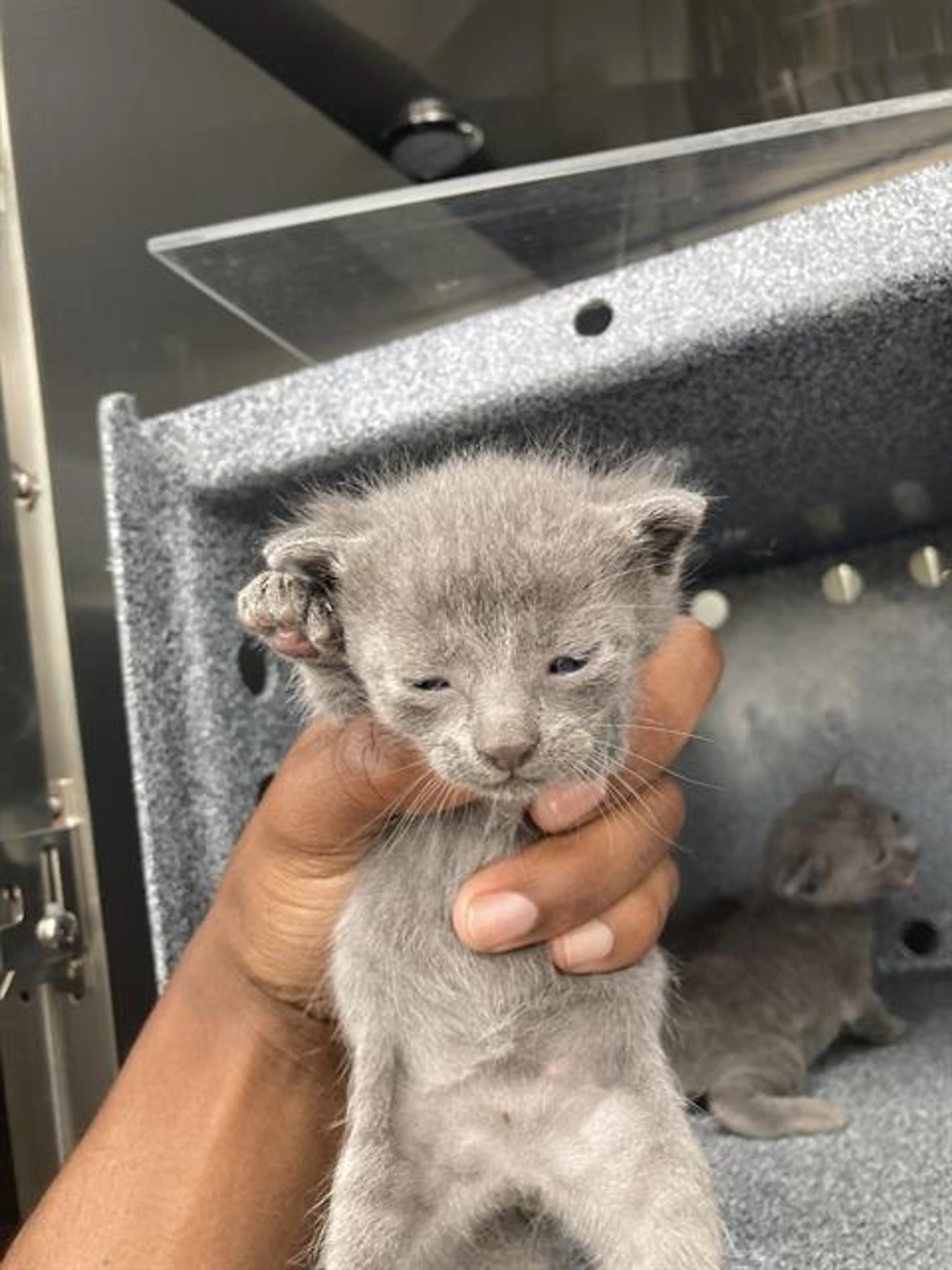 Found pet
