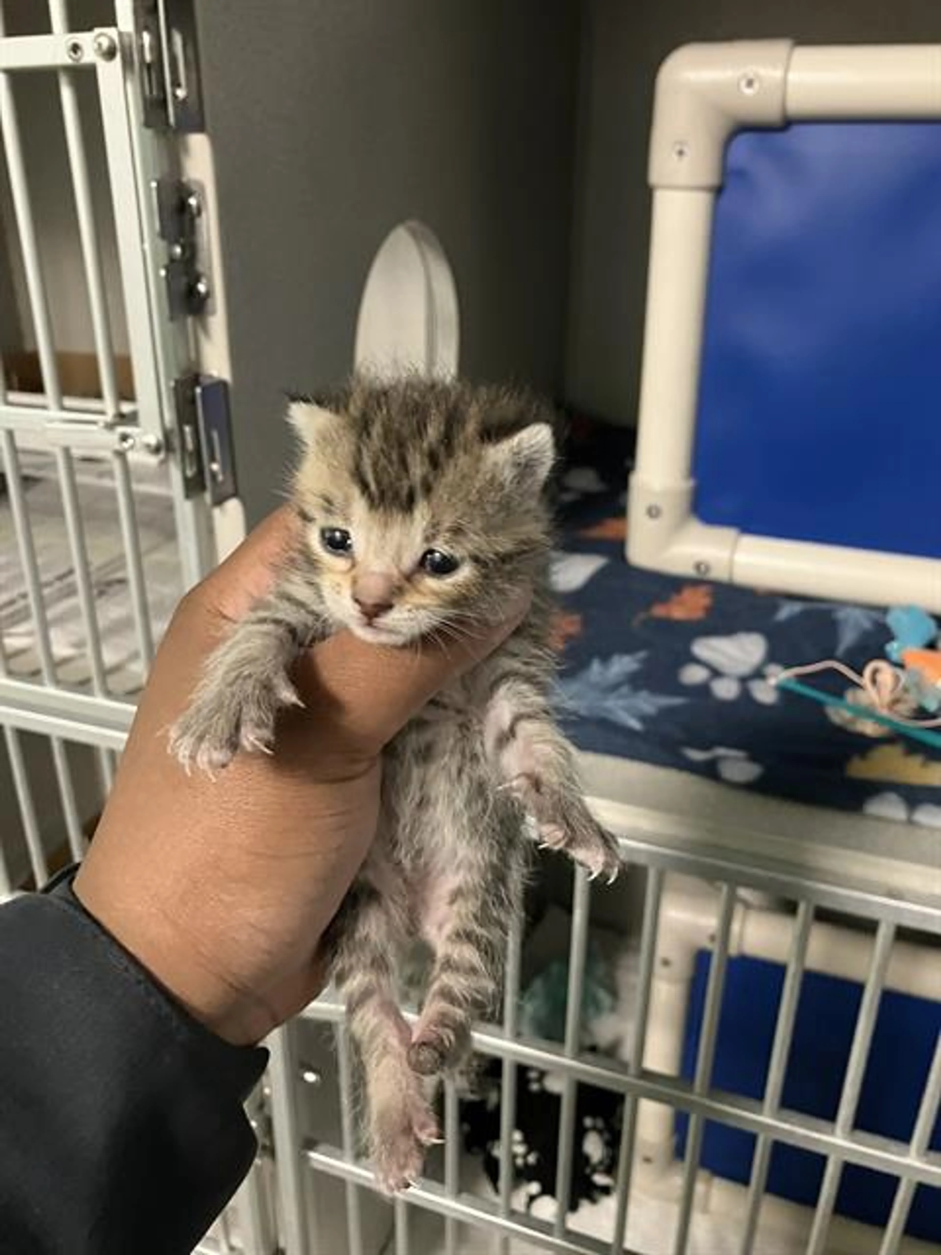 Found pet