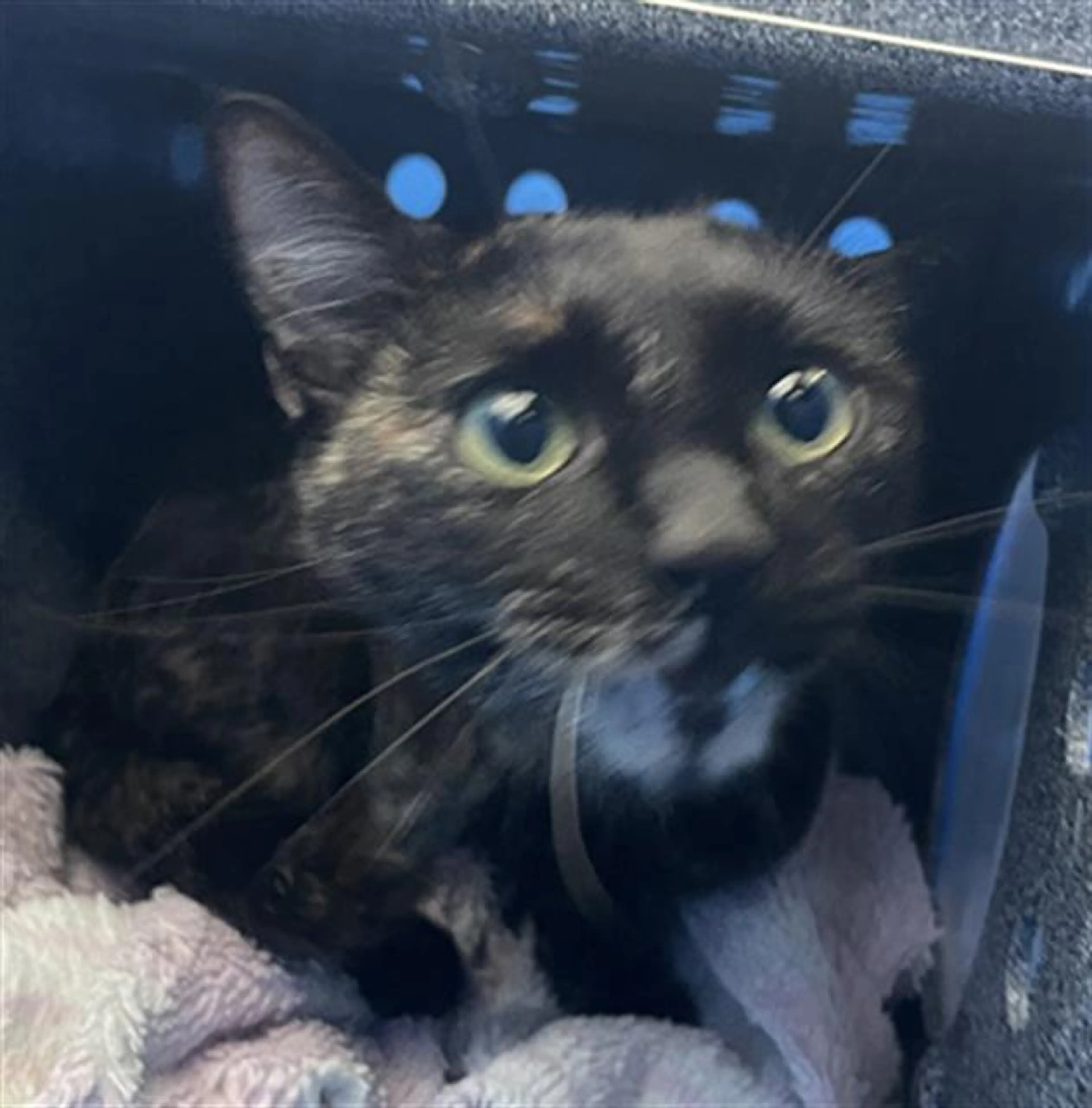 Found pet