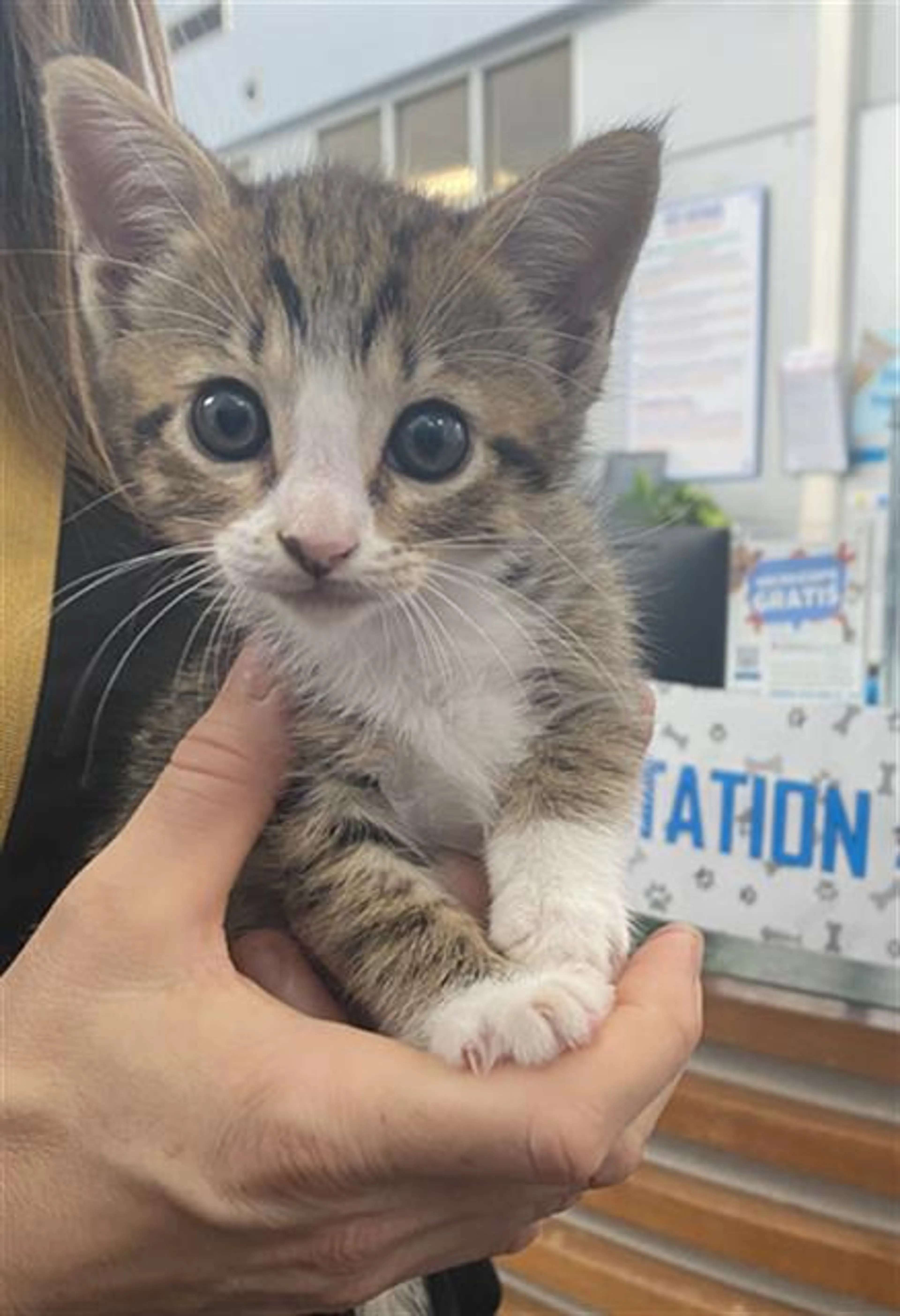 Found pet
