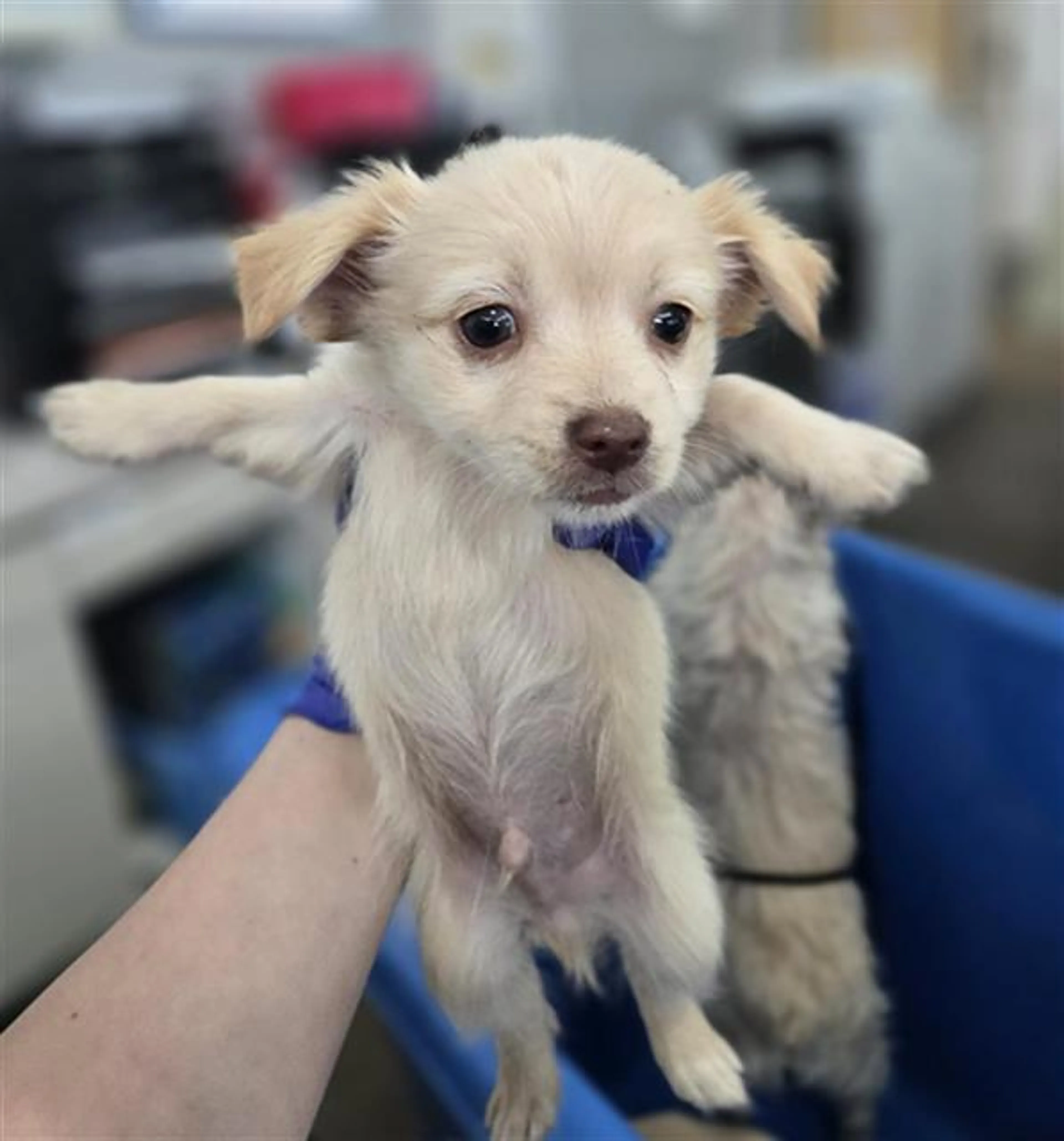 Found pet