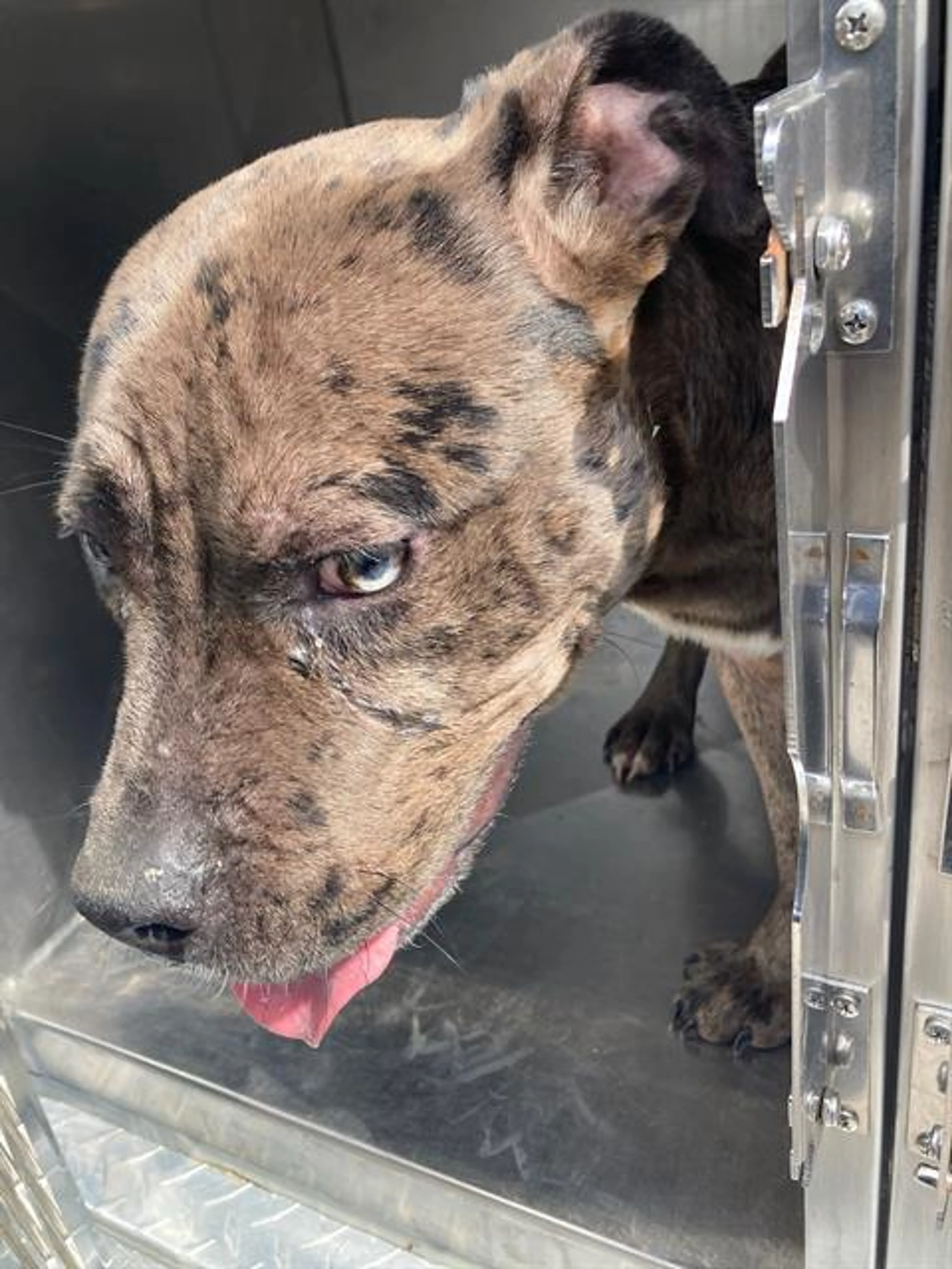 Found pet