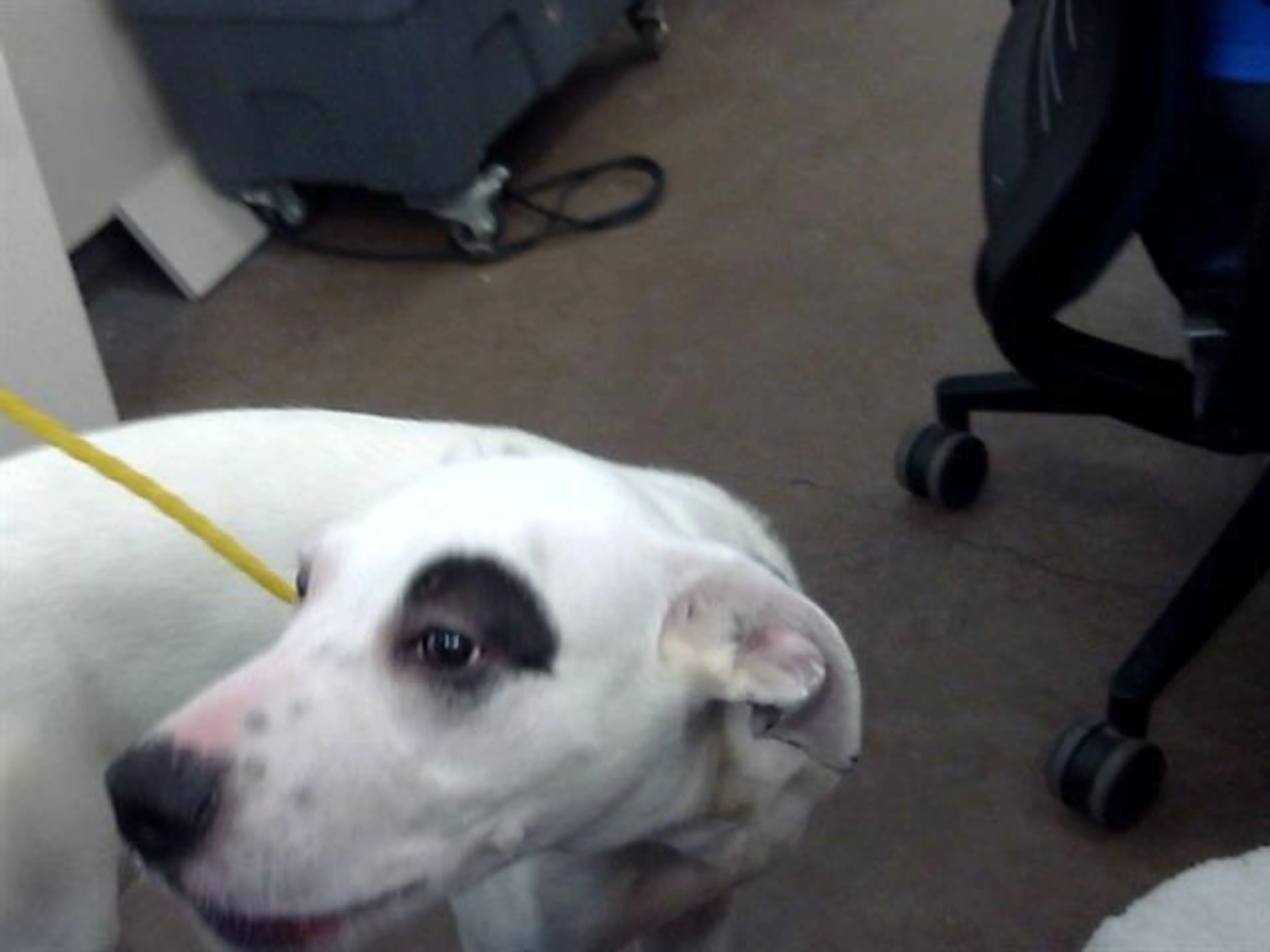 Found pet